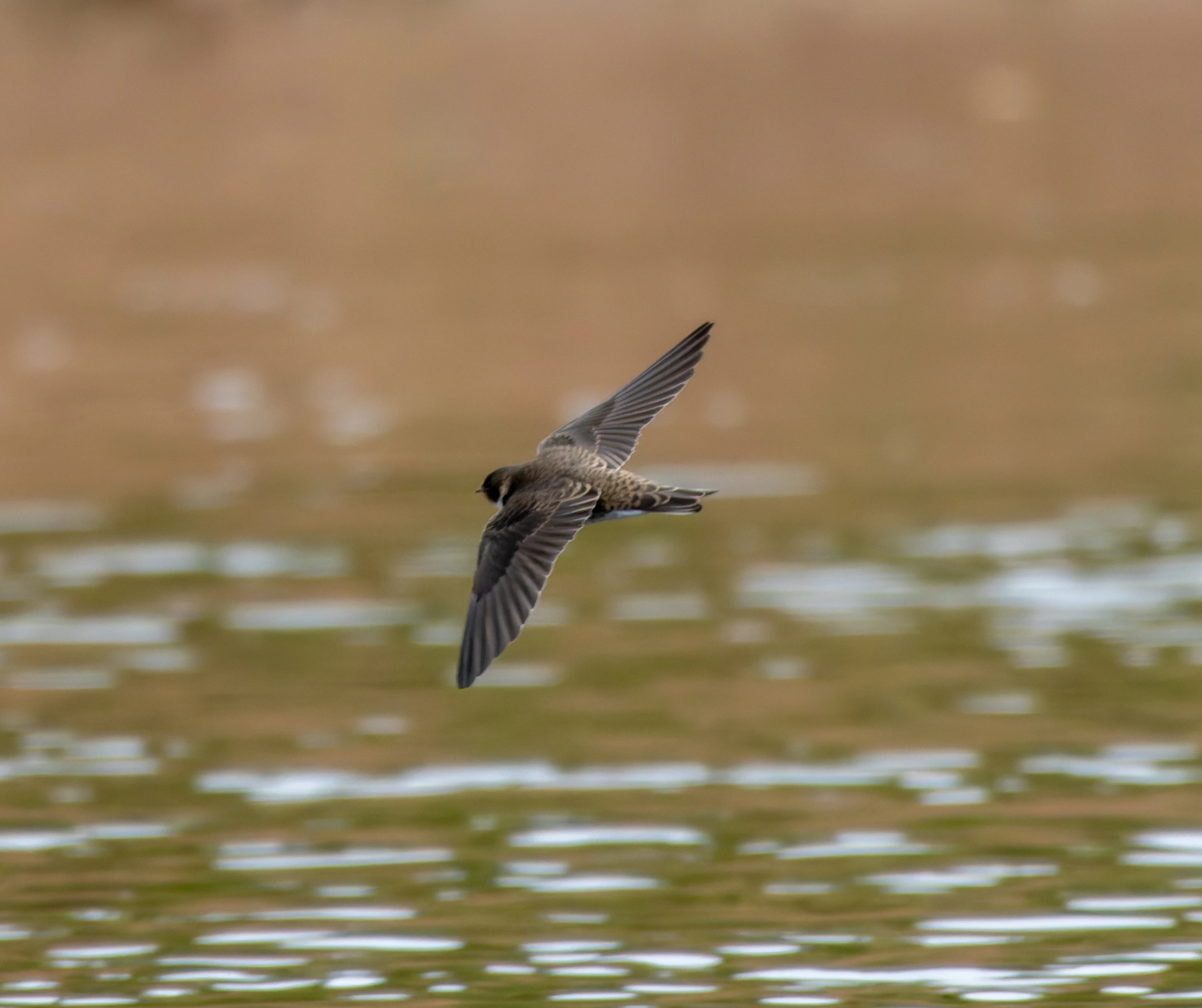 Sand Martin, River Wye, UK — photo by Orlando Prugel-Bennett