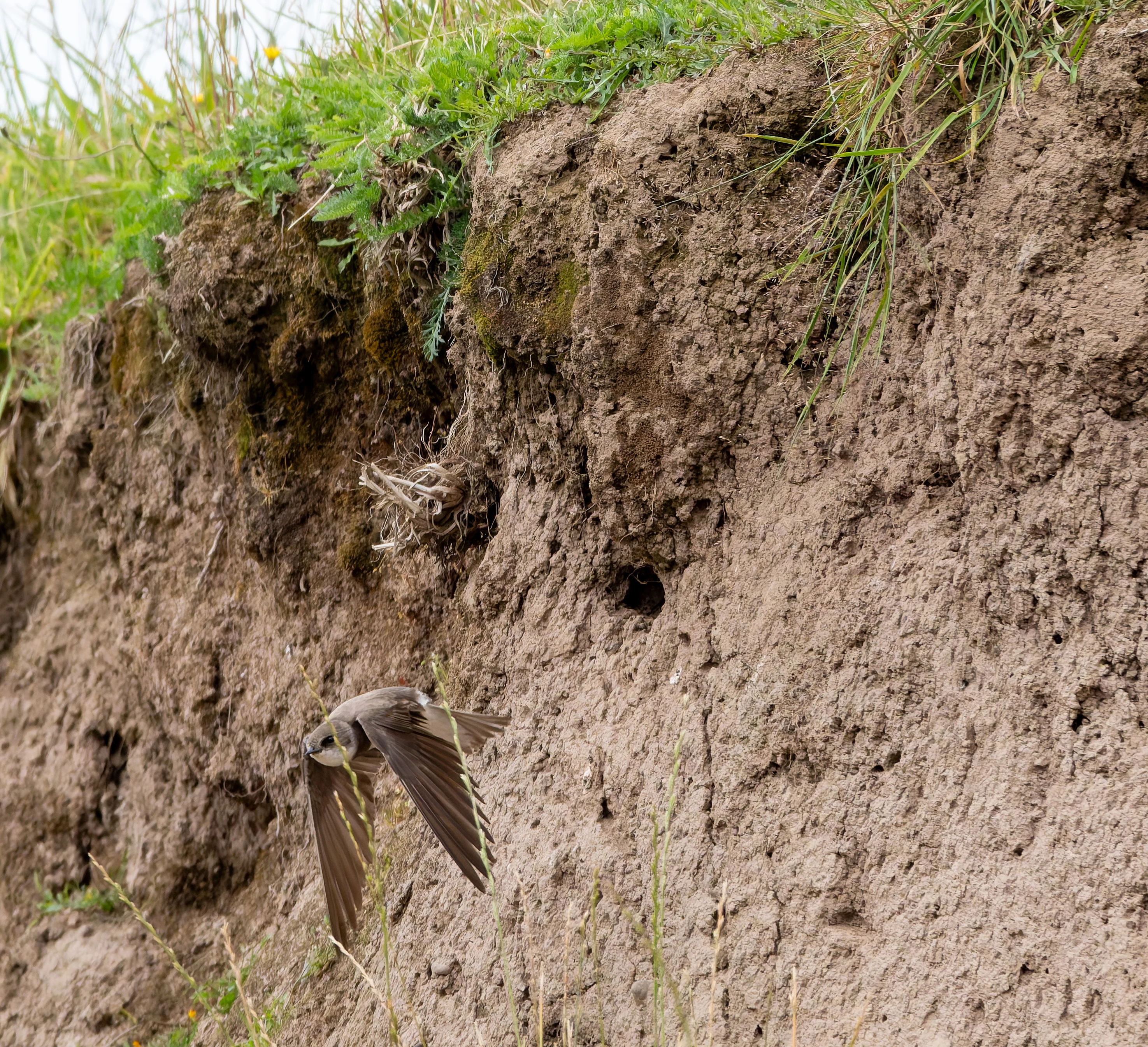 Sand Martins, River Wye, UK — photo by Orlando Prugel-Bennett