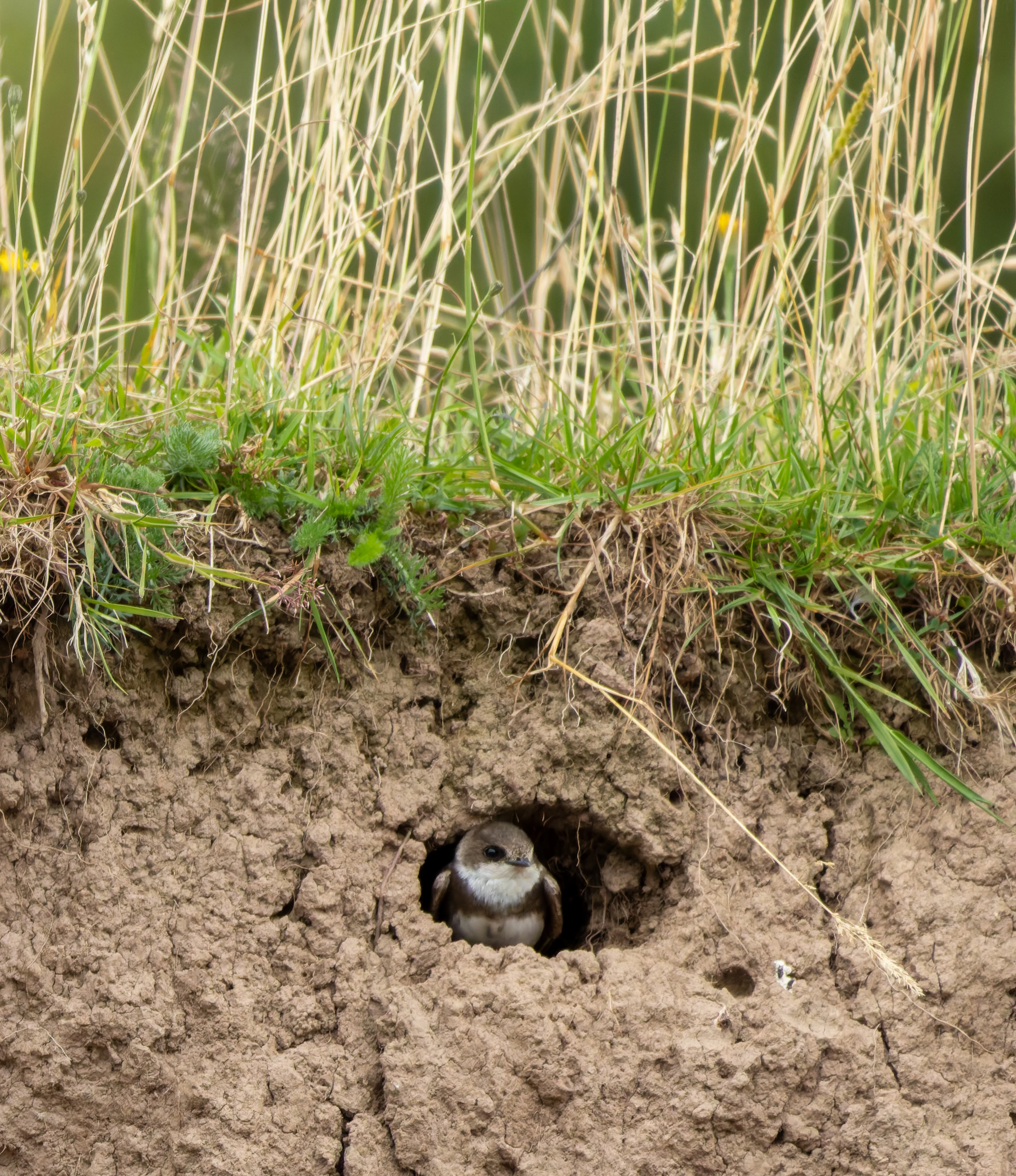 Sand Martins, River Wye, UK — photo by Orlando Prugel-Bennett
