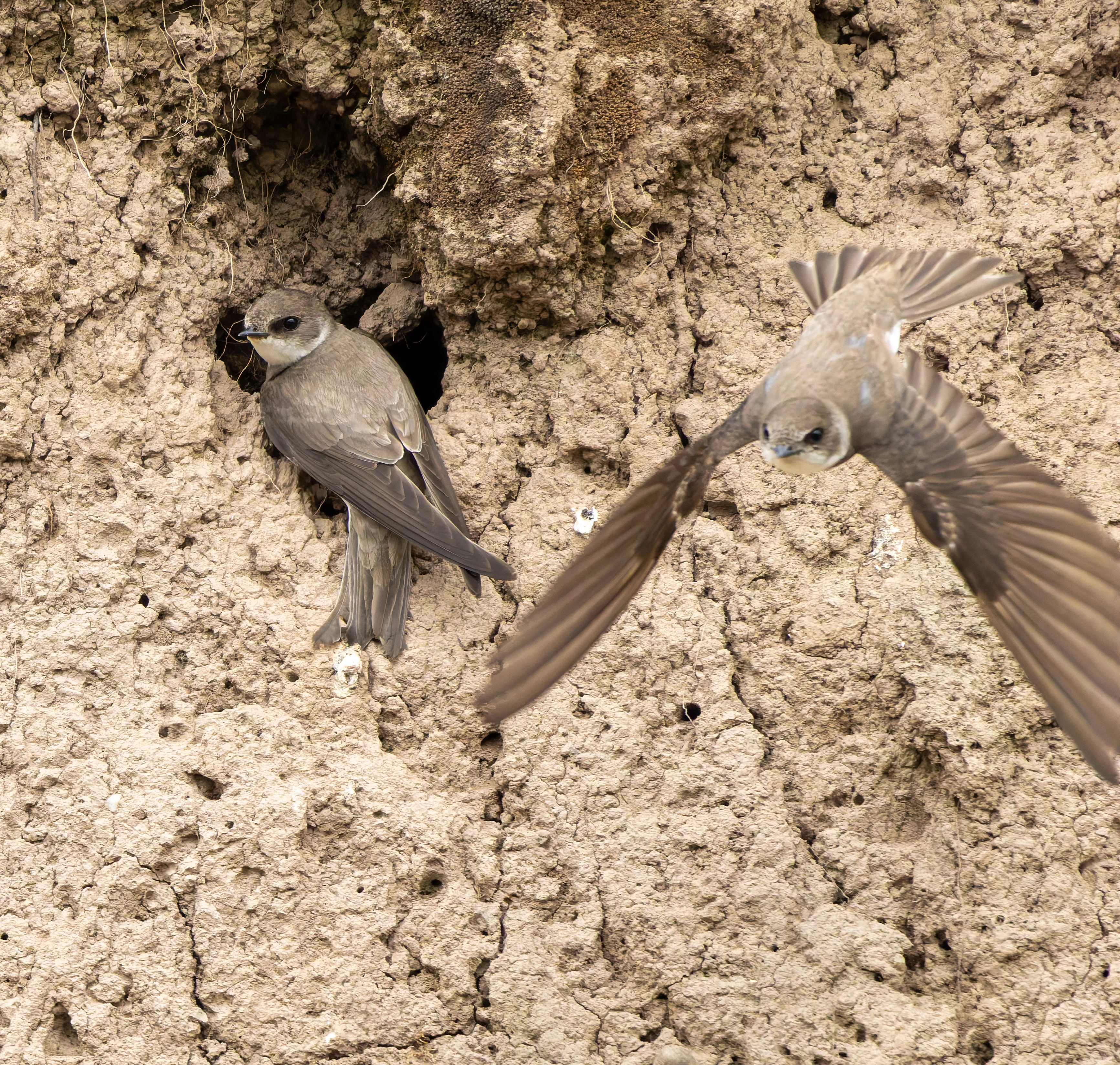 Sand Martins, River Wye, UK — photo by Orlando Prugel-Bennett