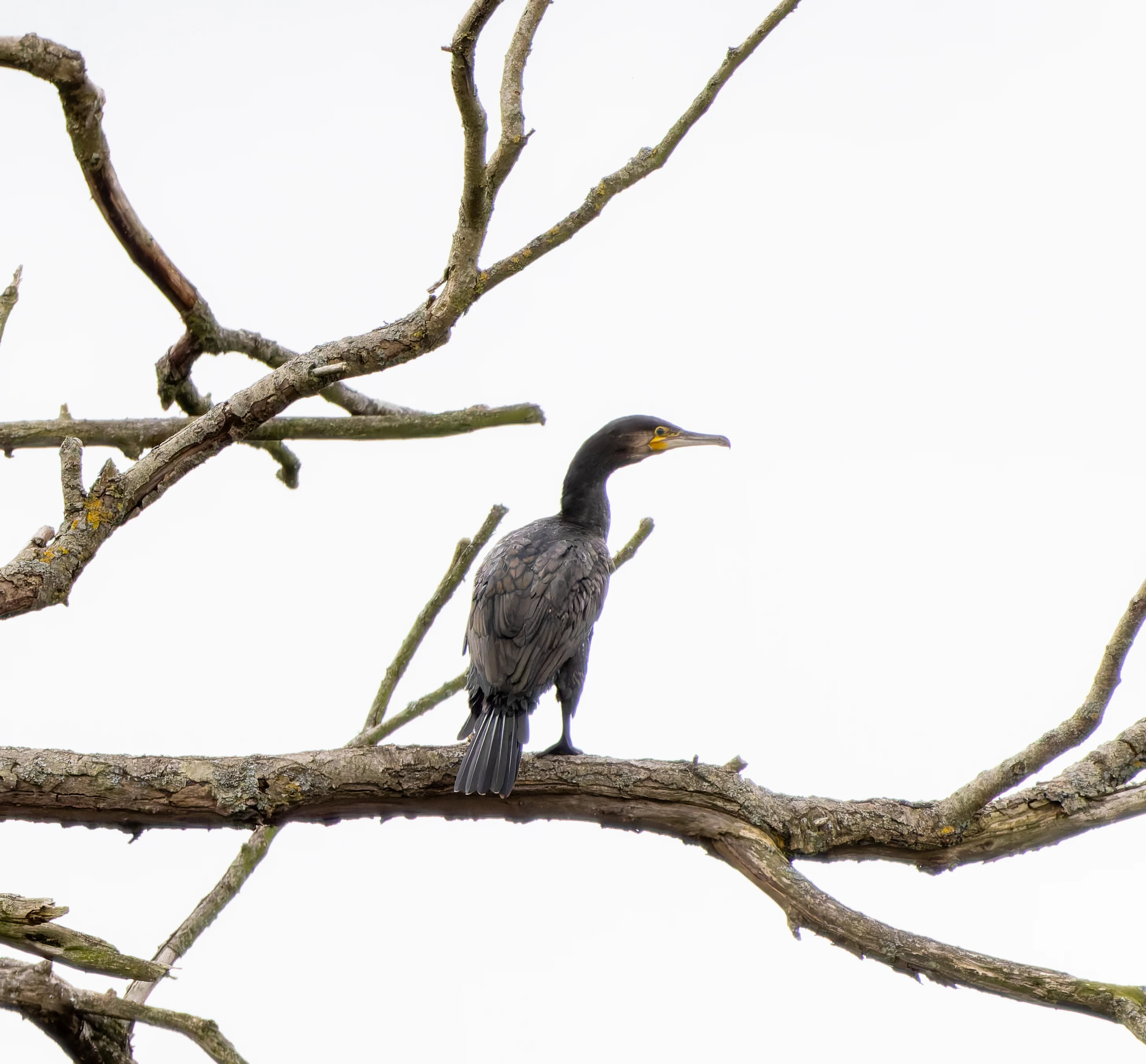 Cormorant, River Wye, UK — photo by Orlando Prugel-Bennett