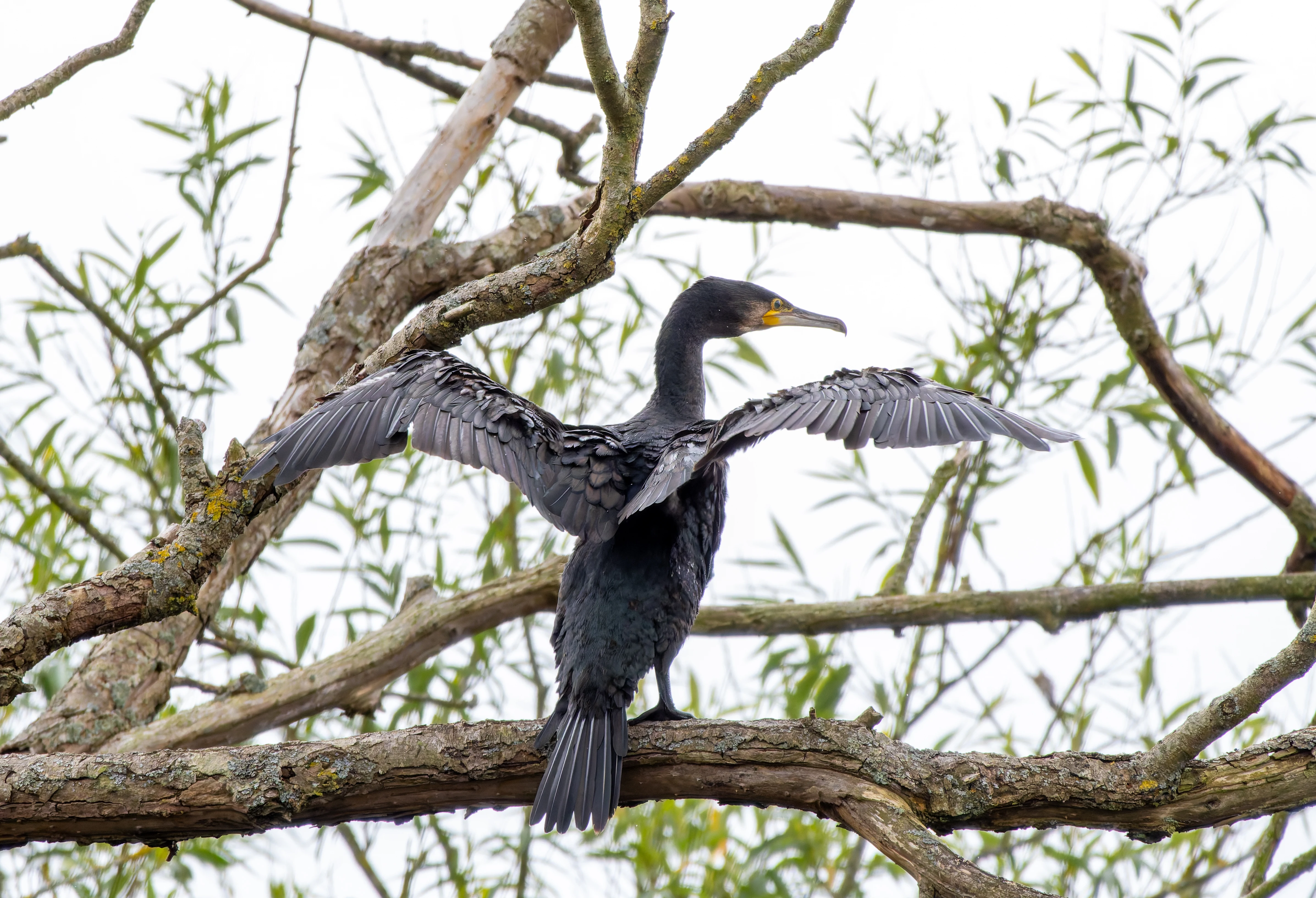 Cormorant, River Wye, UK — photo by Orlando Prugel-Bennett
