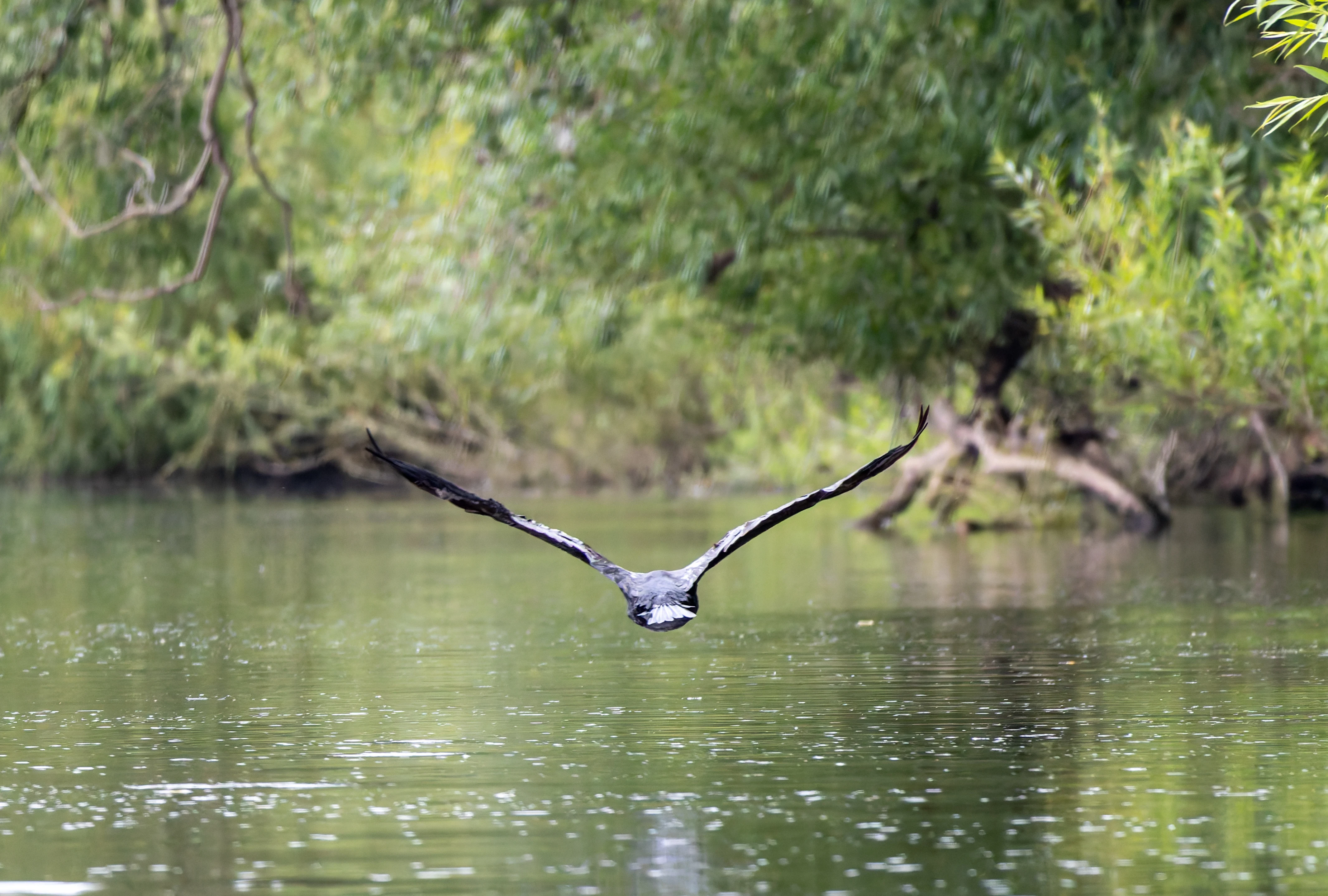 Cormorant, River Wye, UK — photo by Orlando Prugel-Bennett