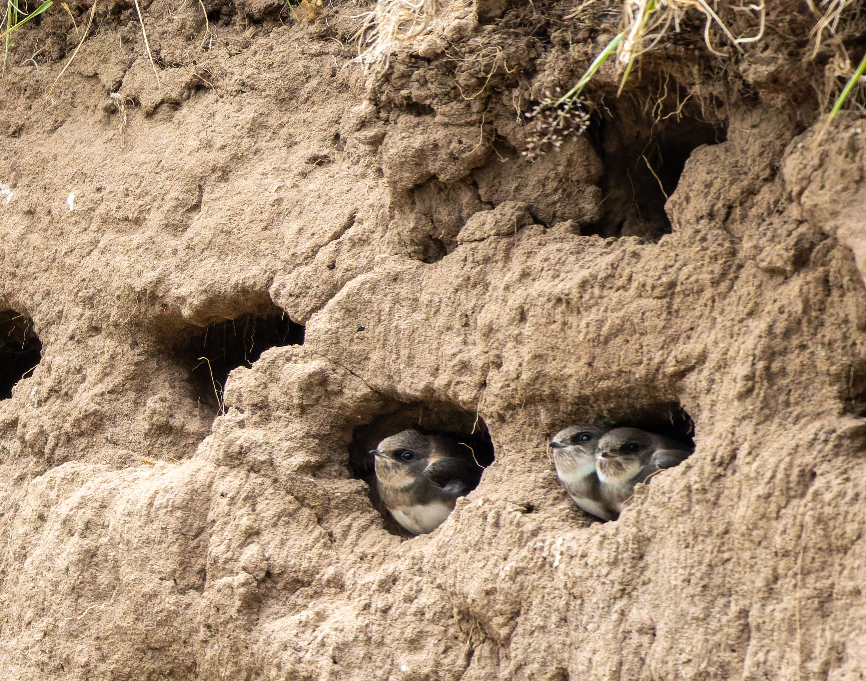 Sand Martins, River Wye, UK — photo by Orlando Prugel-Bennett