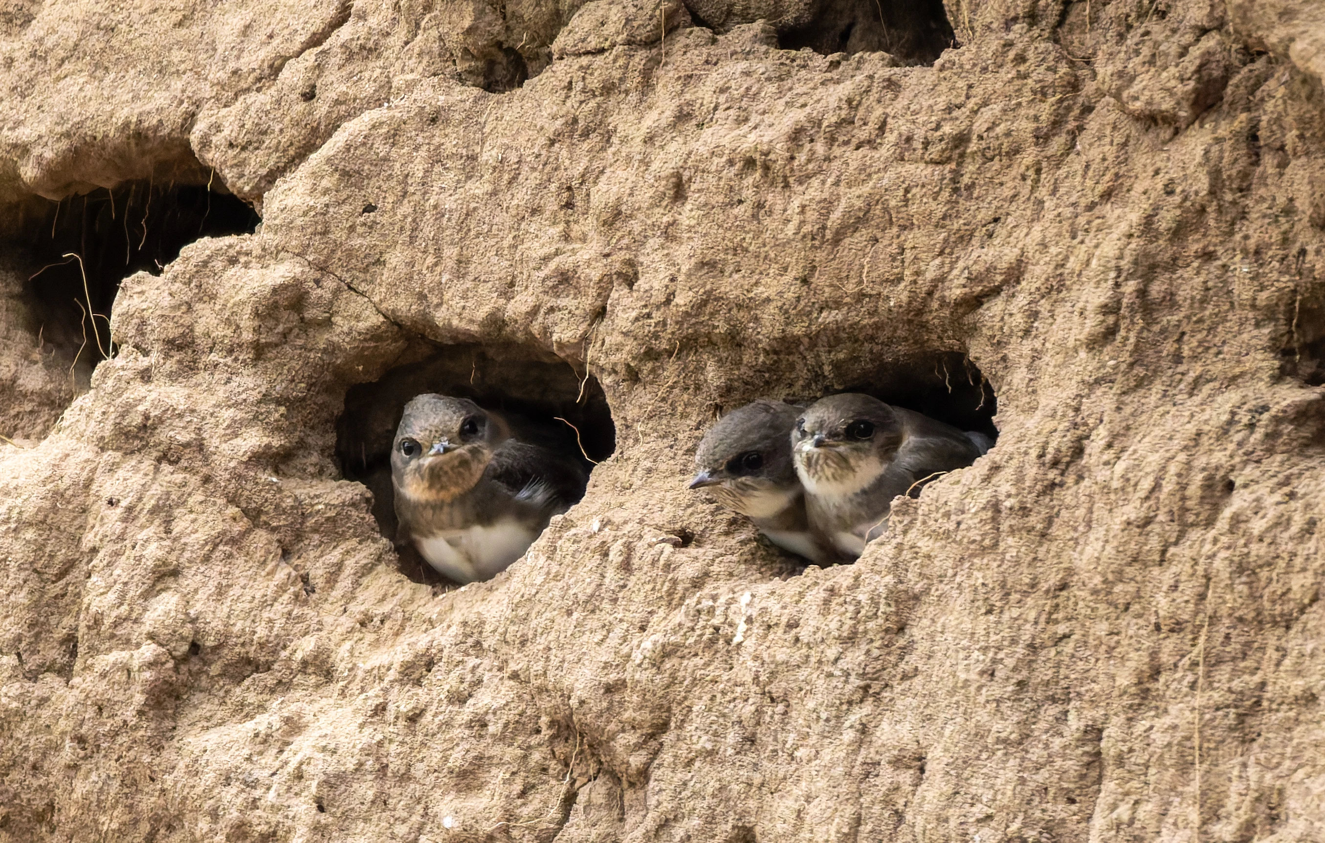 Sand Martins, River Wye, UK — photo by Orlando Prugel-Bennett