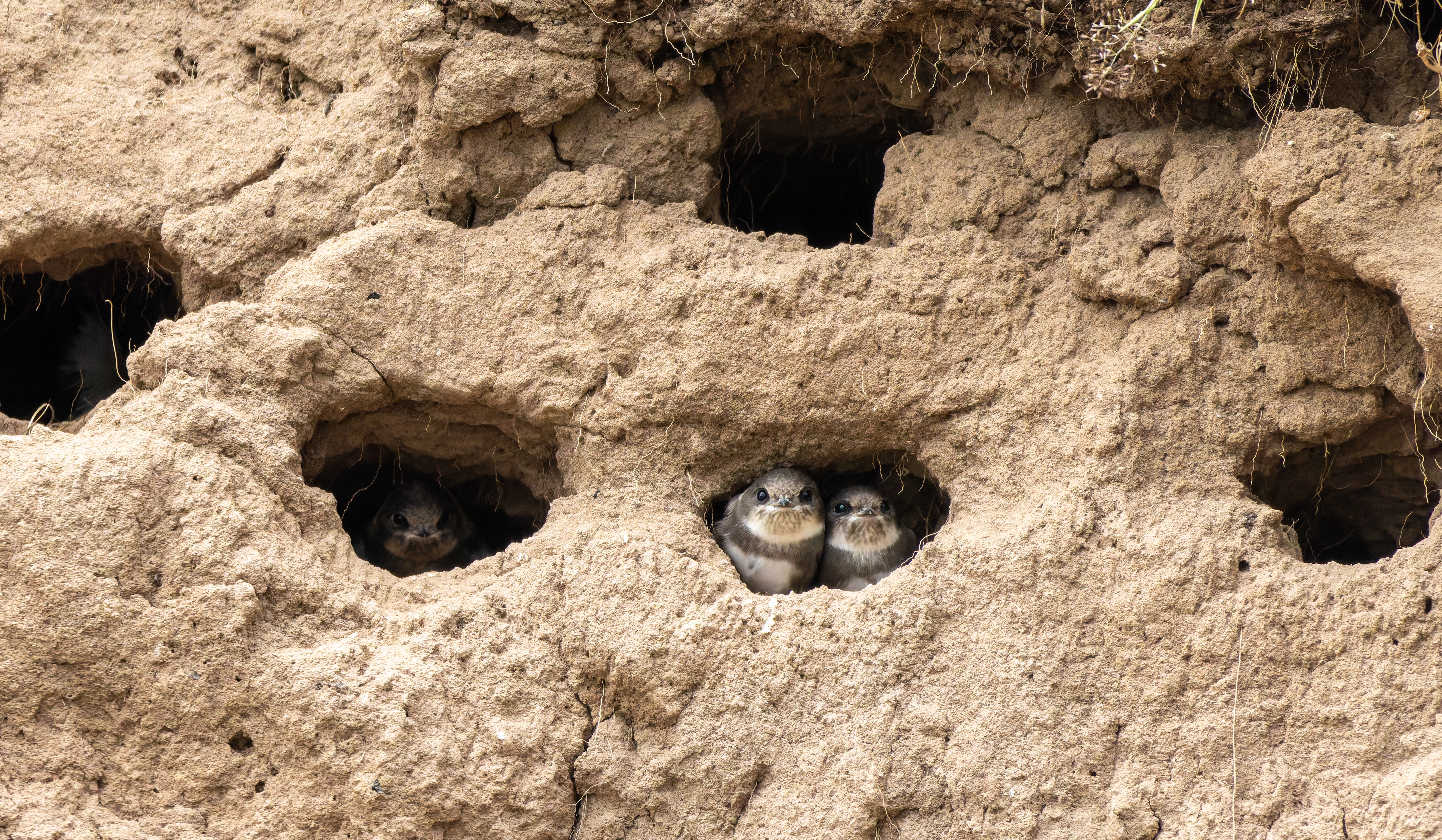 Sand Martins, River Wye, UK — photo by Orlando Prugel-Bennett