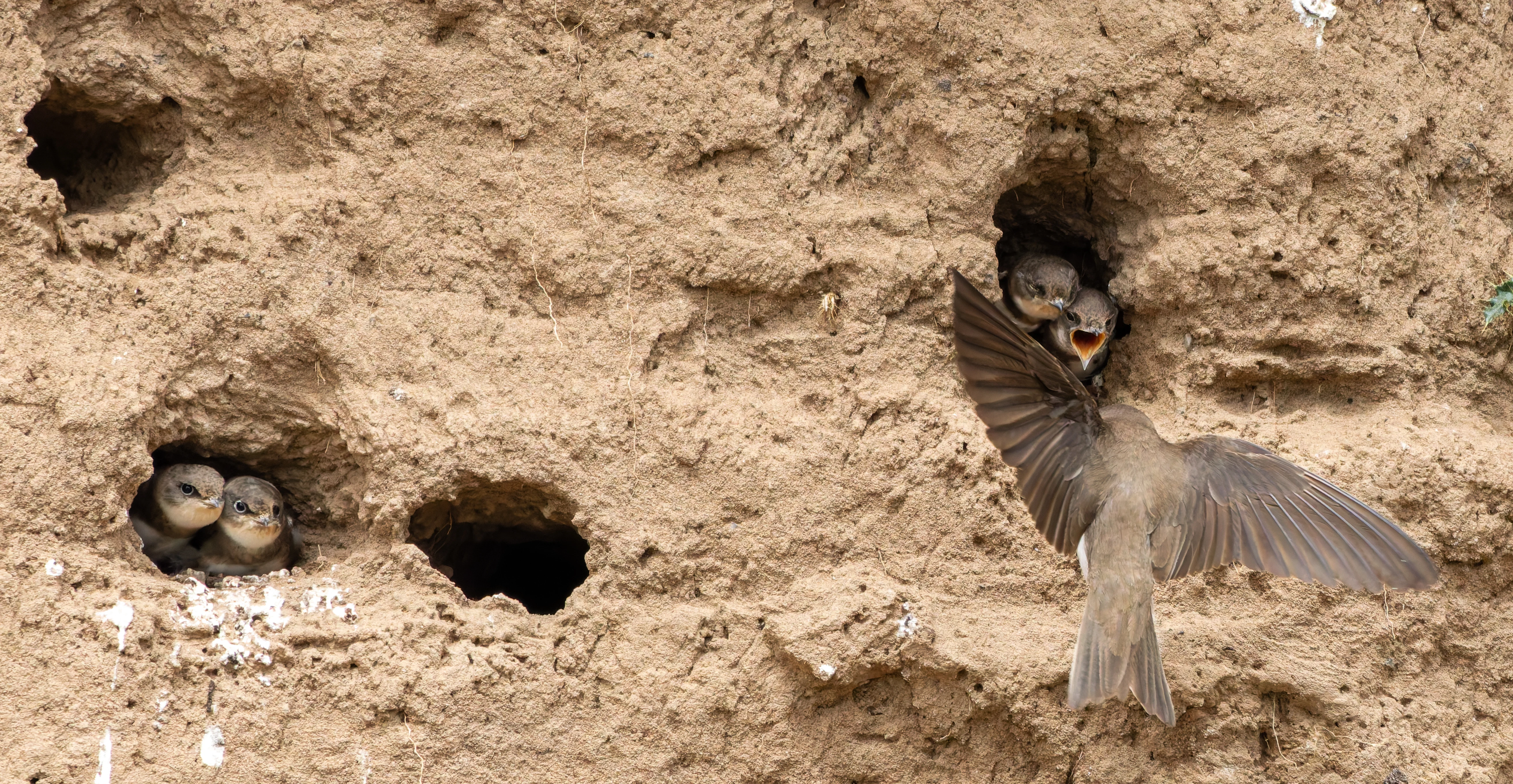 Sand Martins, River Wye, UK — photo by Orlando Prugel-Bennett