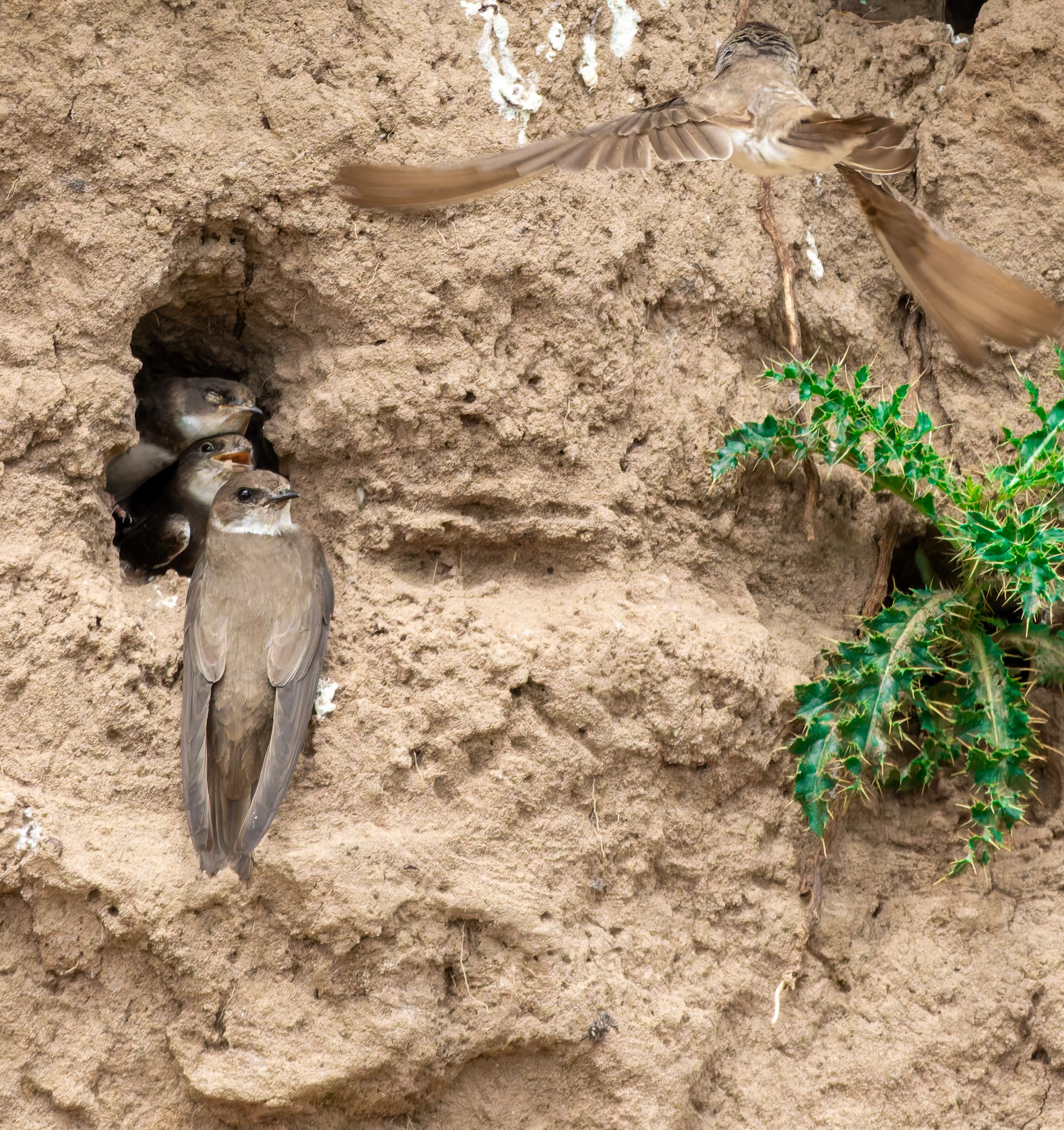 Sand Martins, River Wye, UK — photo by Orlando Prugel-Bennett