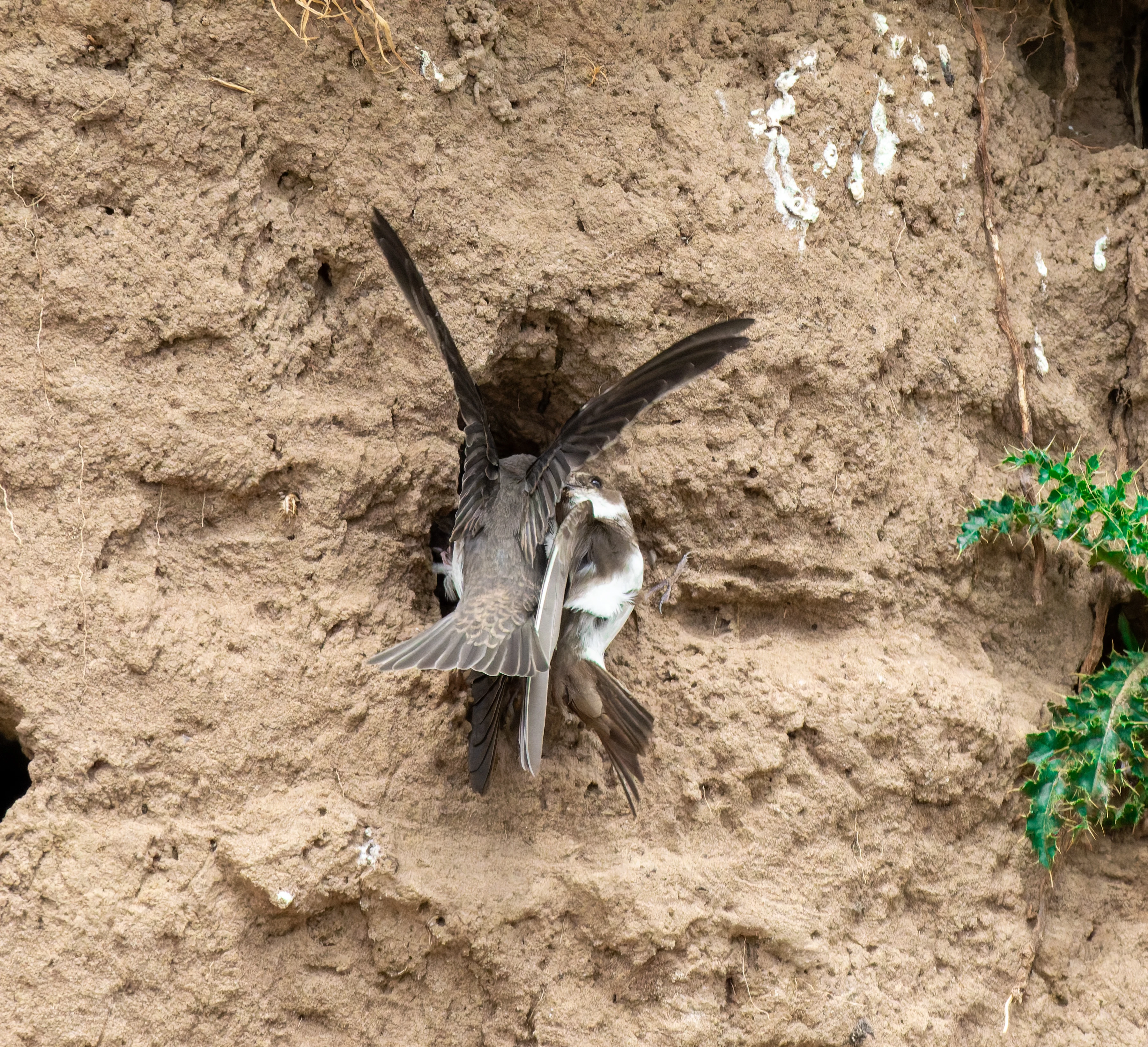 Sand Martins, River Wye, UK — photo by Orlando Prugel-Bennett