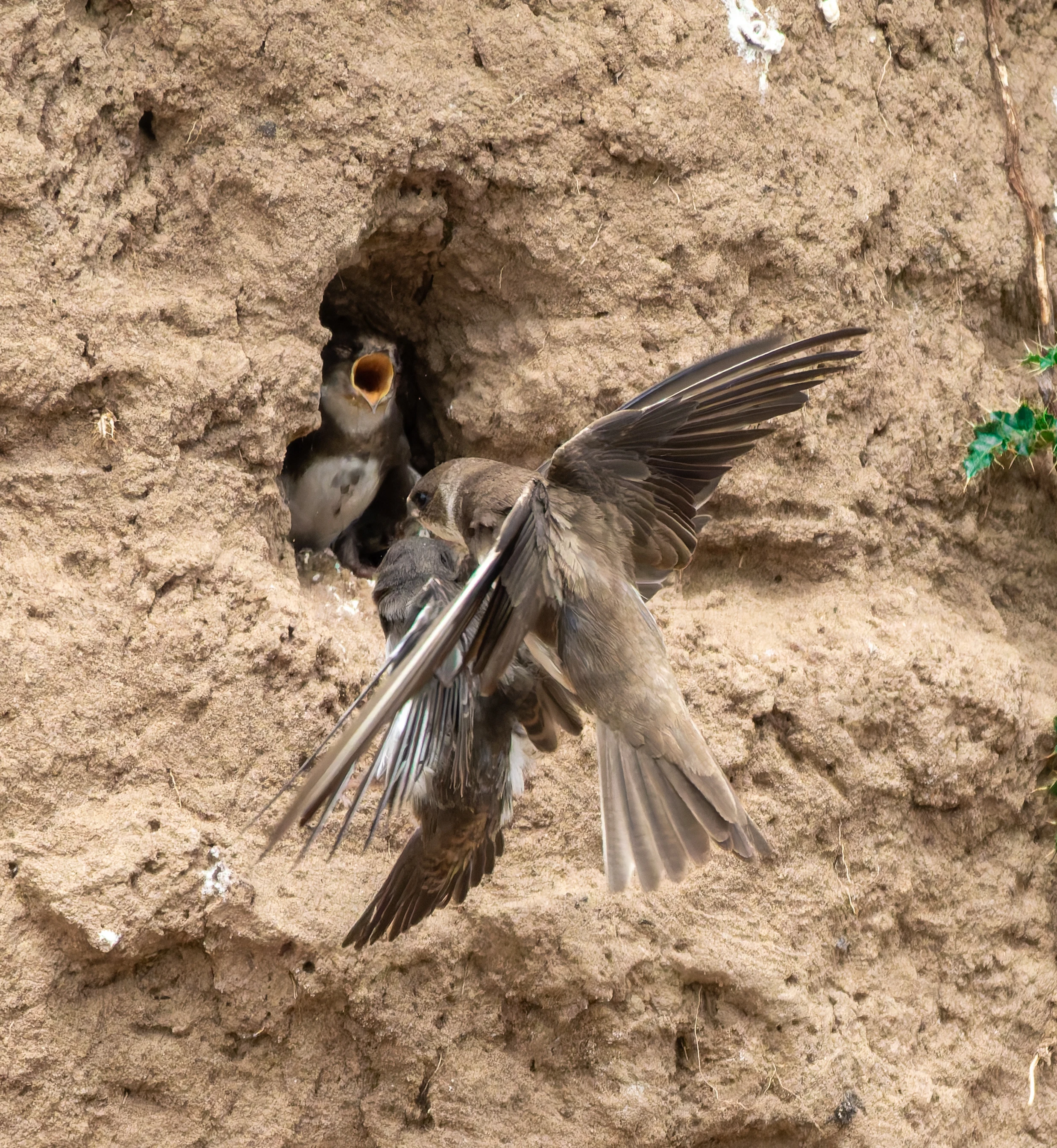 Sand Martins, River Wye, UK — photo by Orlando Prugel-Bennett