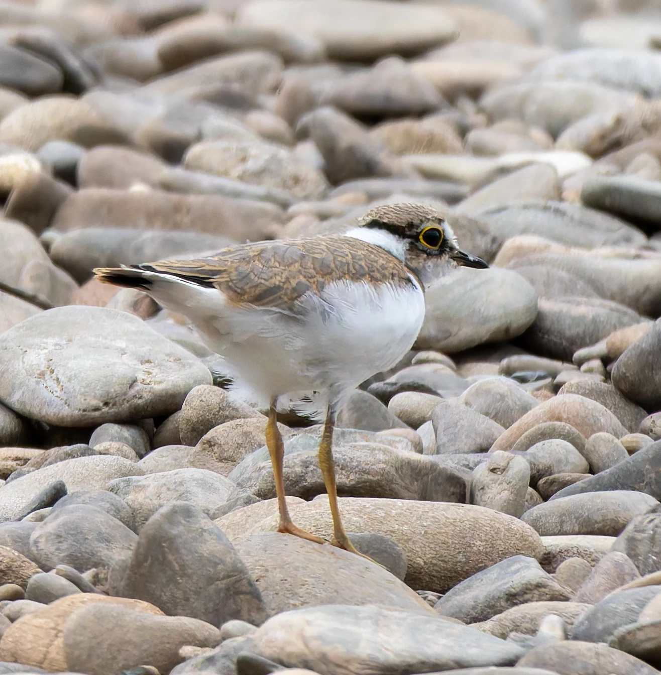 Little Ringed Plover, River Wye, UK — photo by Orlando Prugel-Bennett
