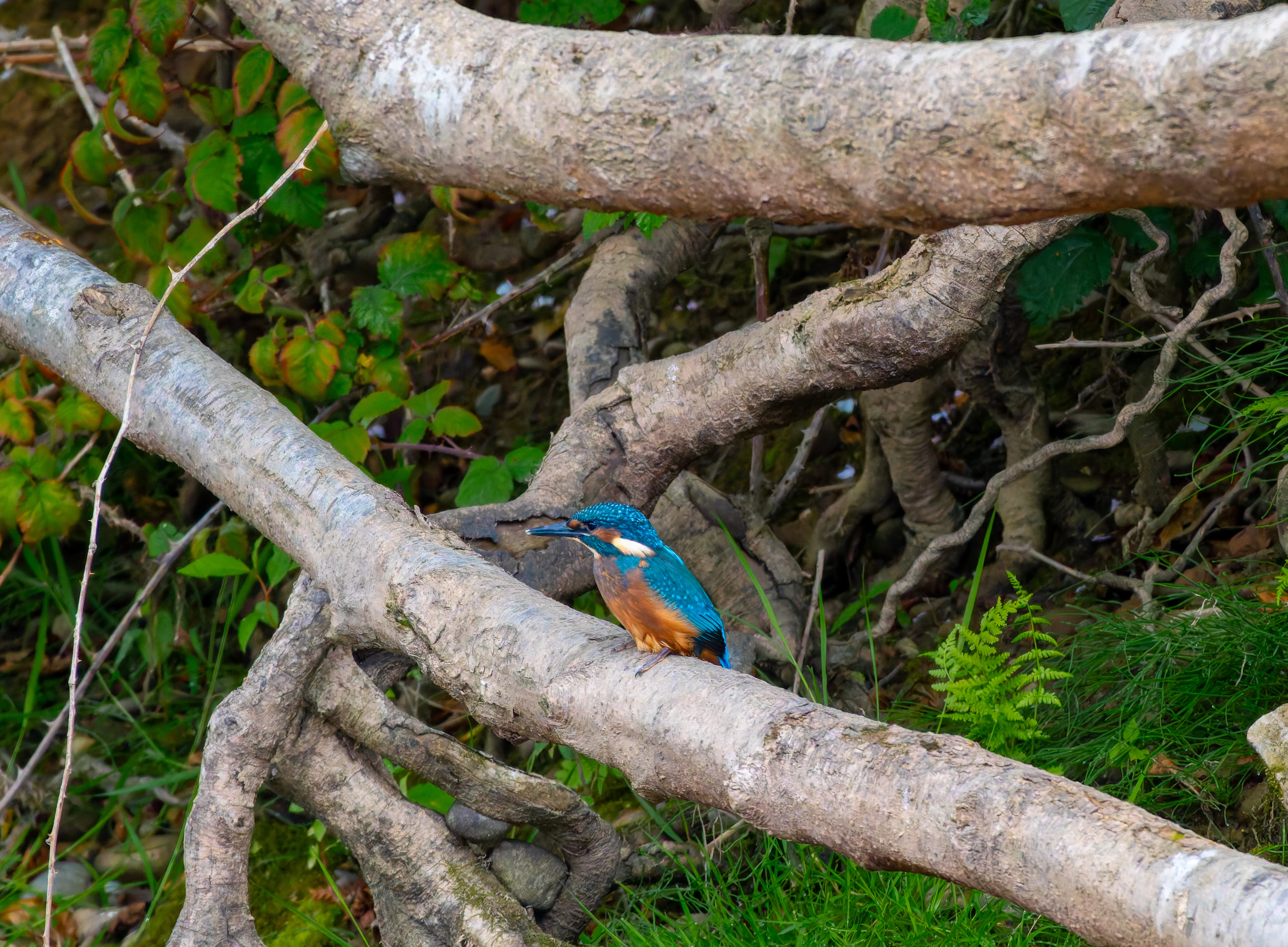 Kingfisher, River Wye, UK — photo by Orlando Prugel-Bennett