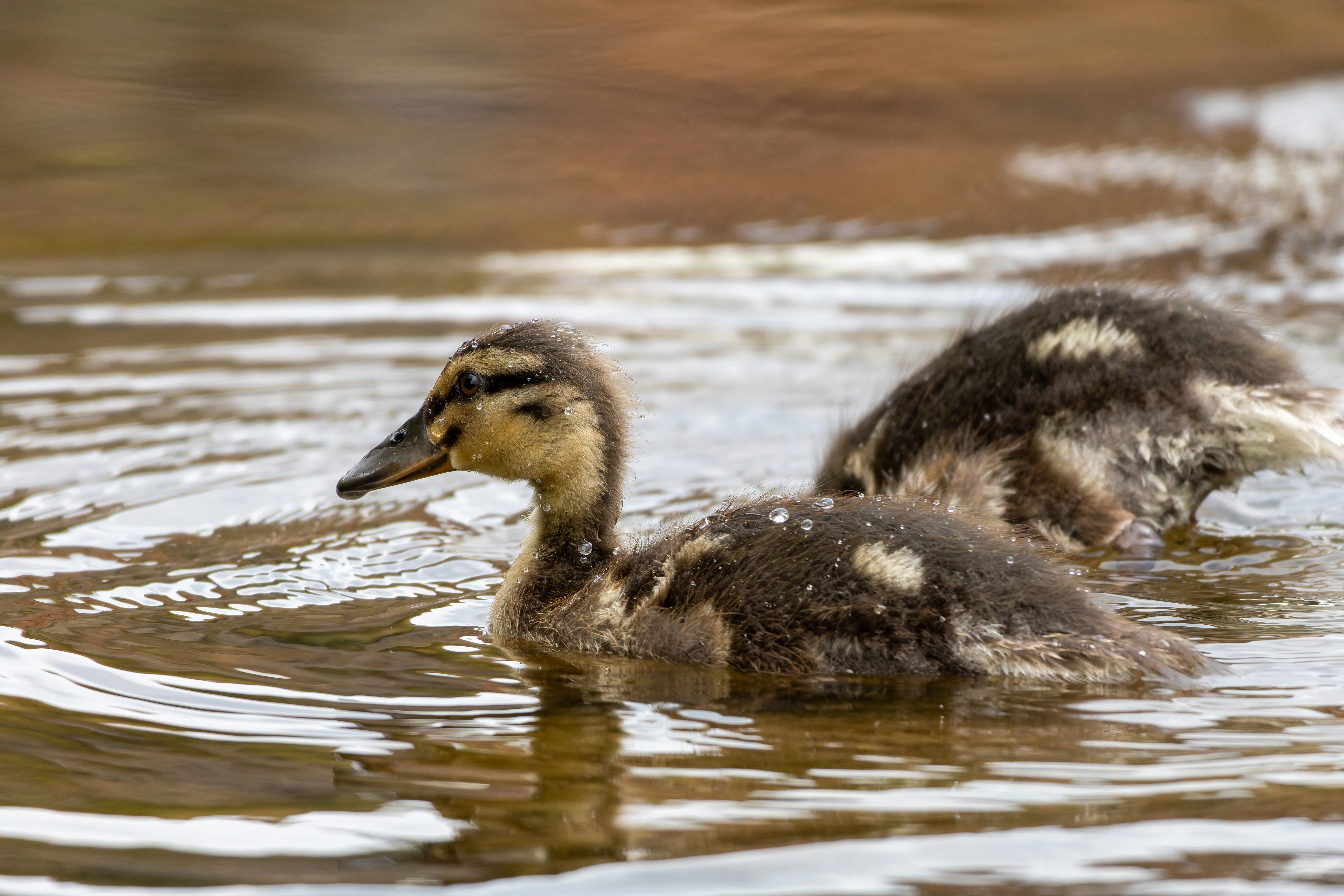 Mallard Duckling, River Wye, UK — photo by Orlando Prugel-Bennett