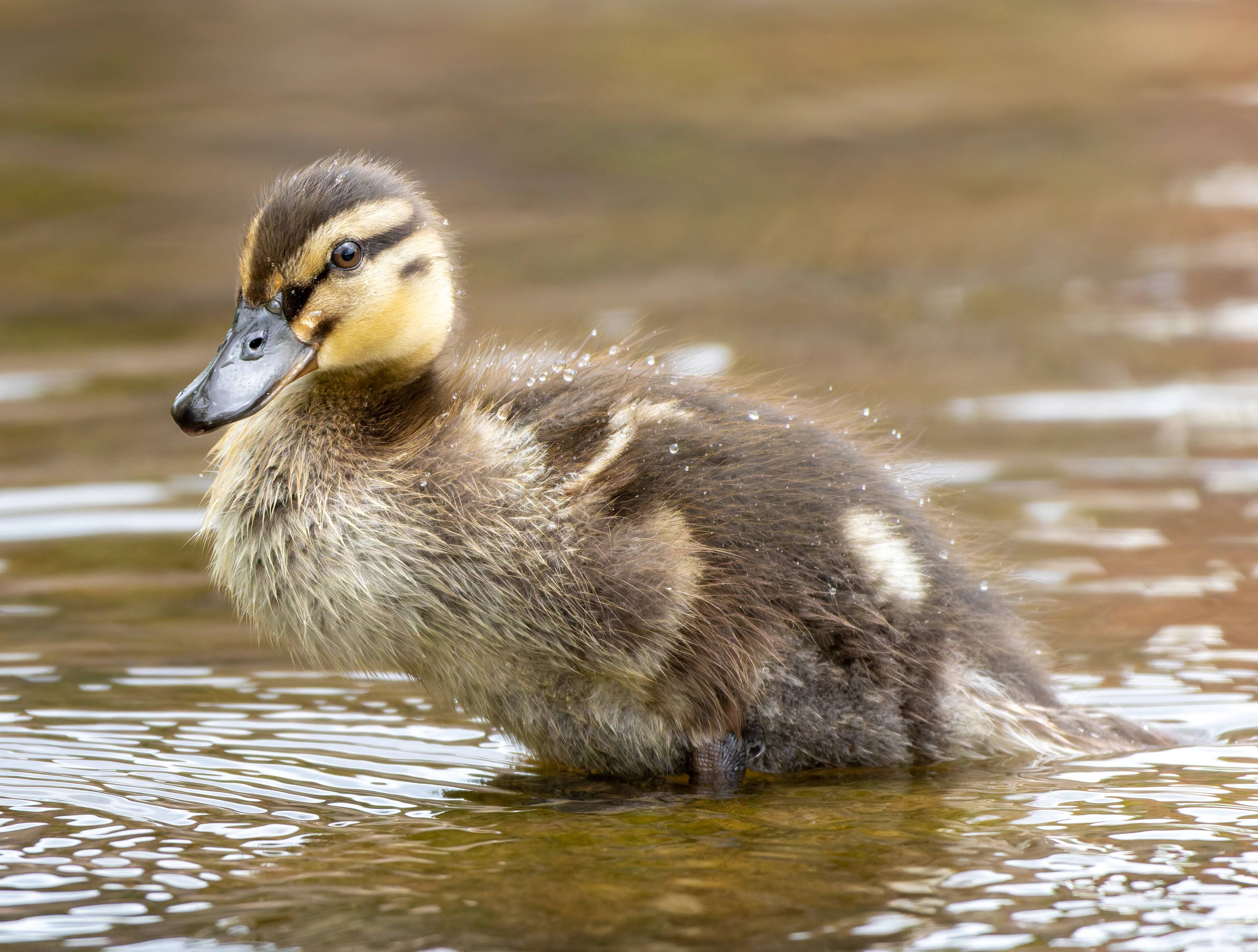 Mallard Duckling, River Wye, UK — photo by Orlando Prugel-Bennett