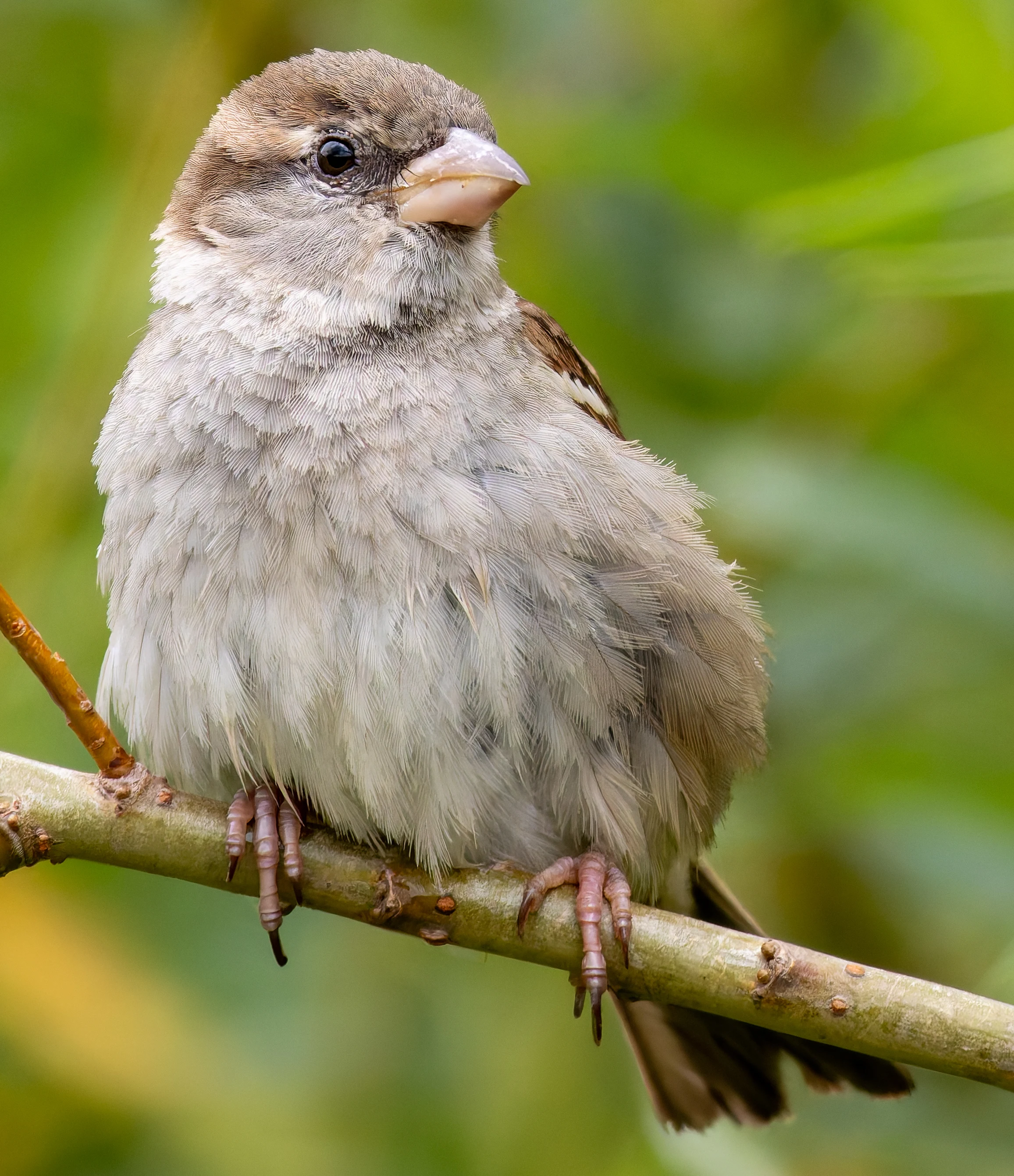 House Sparrow, River Wye, UK — photo by Orlando Prugel-Bennett