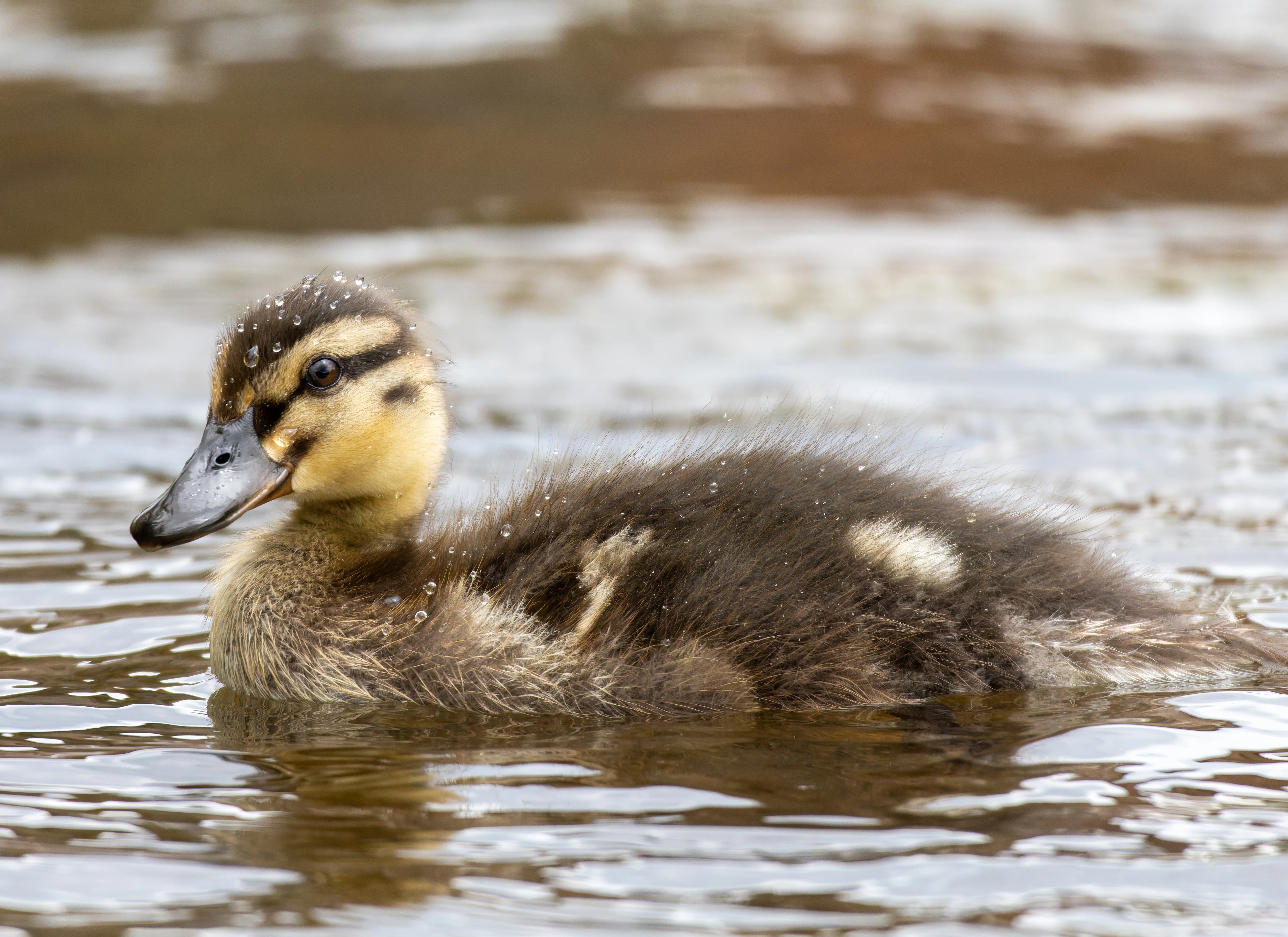 Mallard Duckling, River Wye, UK — photo by Orlando Prugel-Bennett