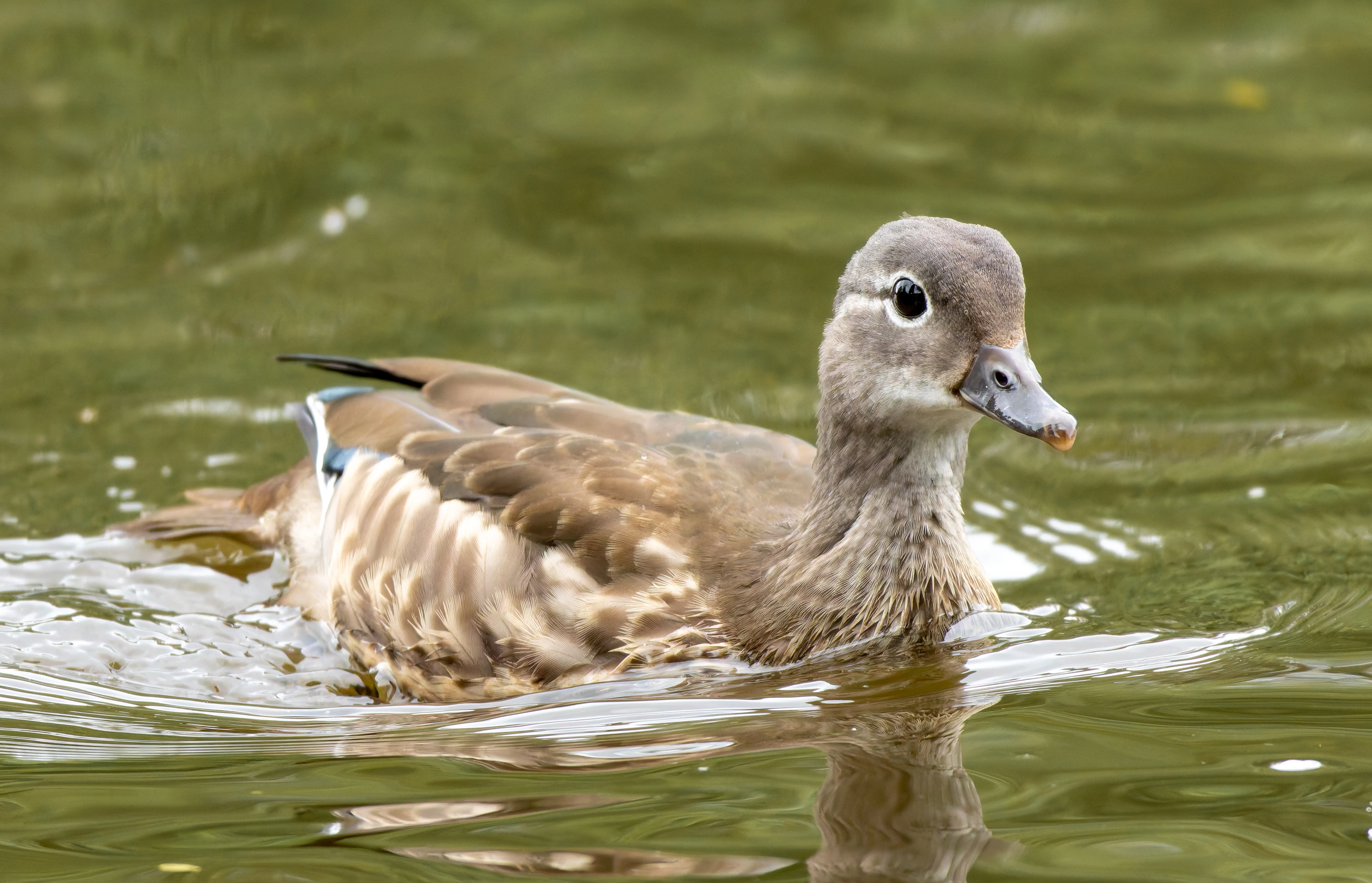 Duckling, River Wye, UK — photo by Orlando Prugel-Bennett