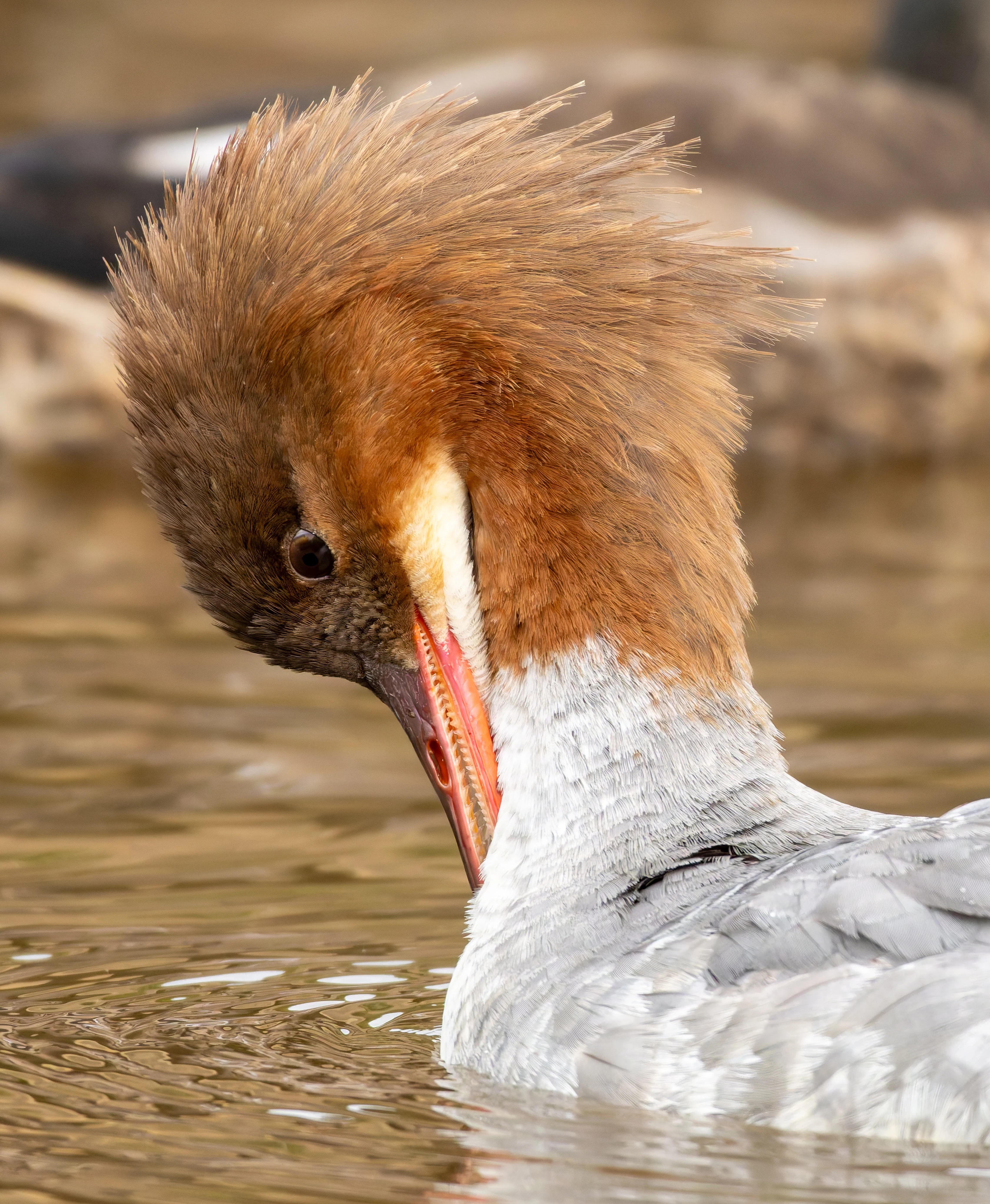 Goosander, River Wye, UK — photo by Orlando Prugel-Bennett