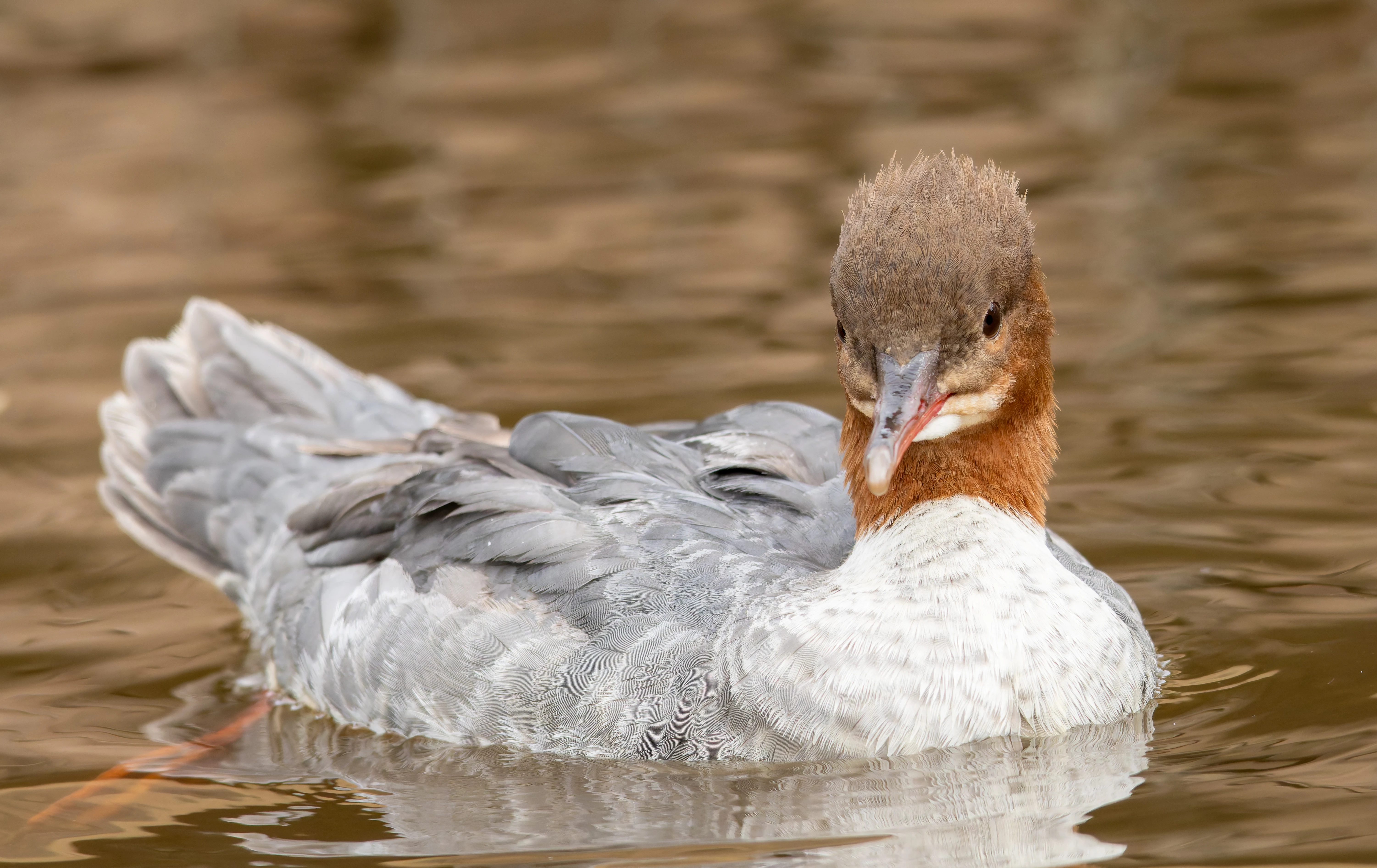 Goosander, River Wye, UK — photo by Orlando Prugel-Bennett