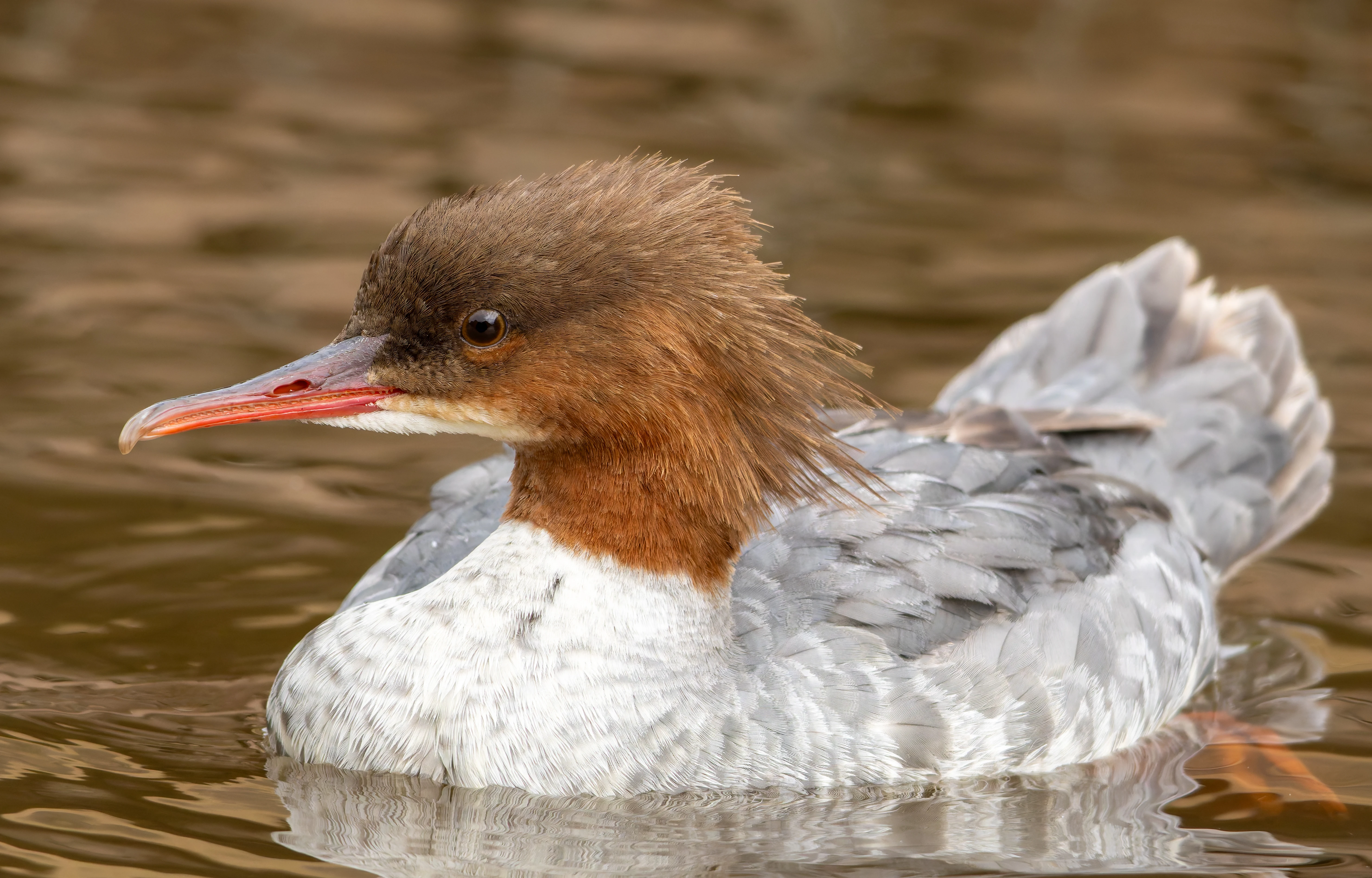 Goosander, River Wye, UK — photo by Orlando Prugel-Bennett