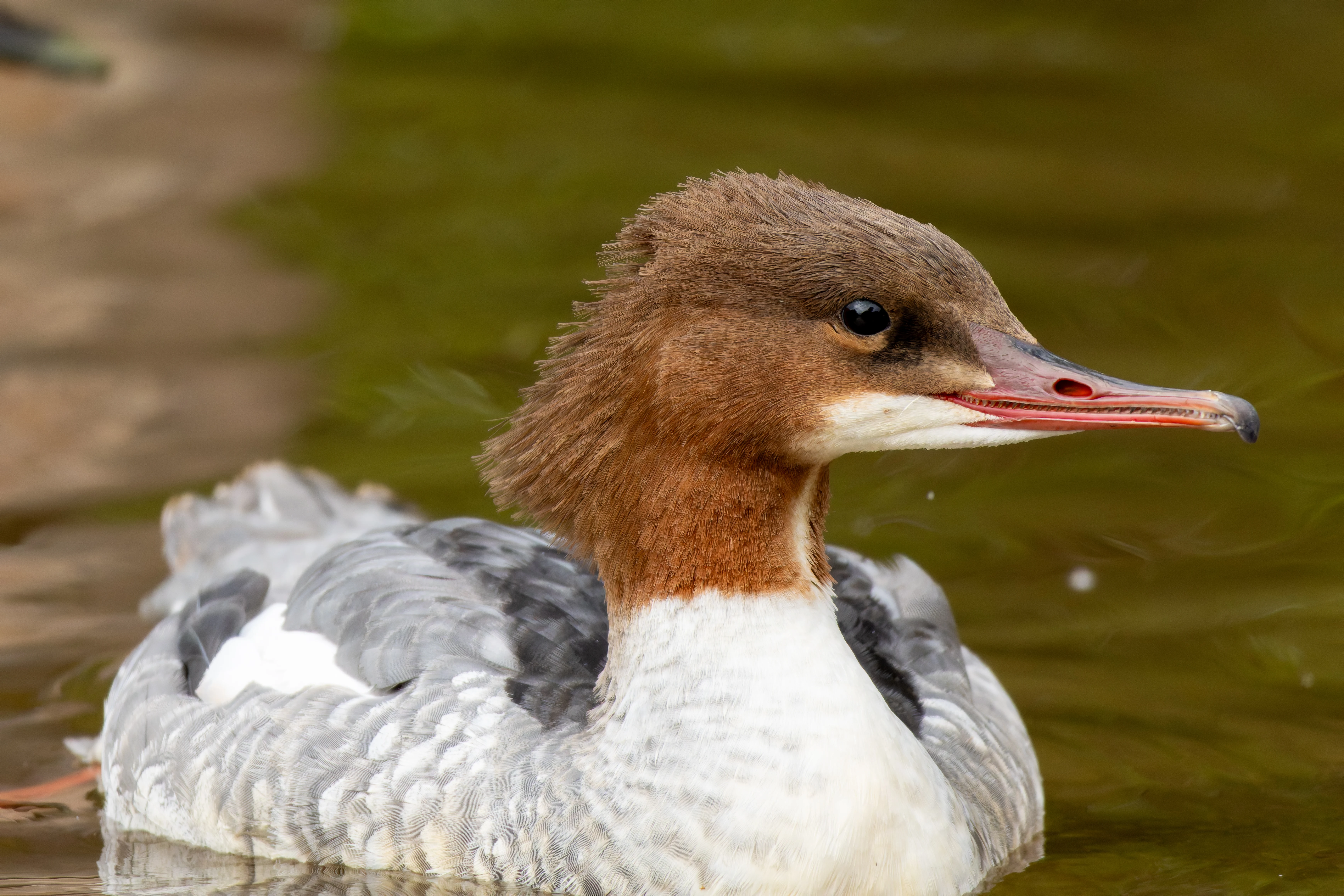 Goosander, River Wye, UK — photo by Orlando Prugel-Bennett