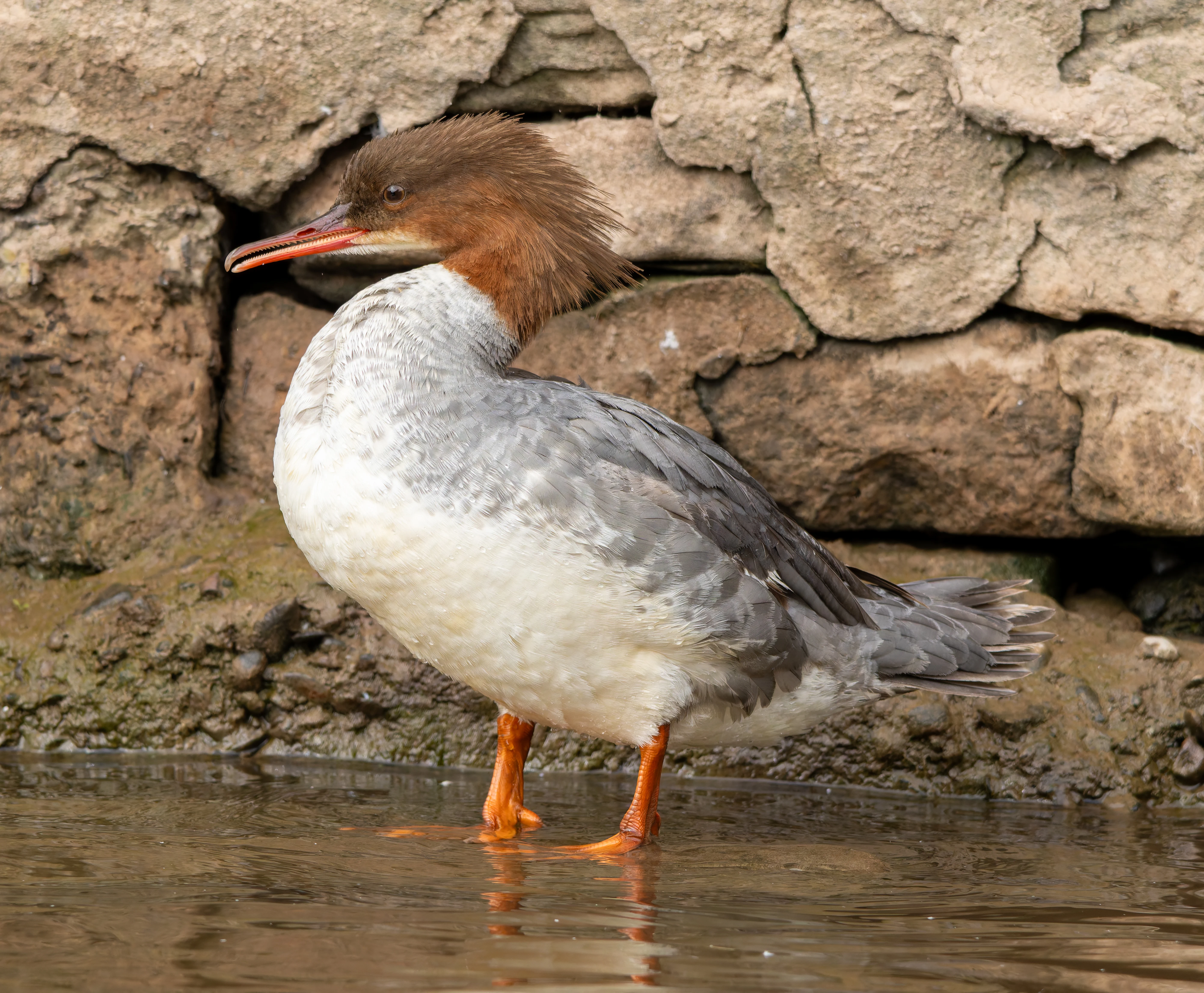 Goosander, River Wye, UK — photo by Orlando Prugel-Bennett