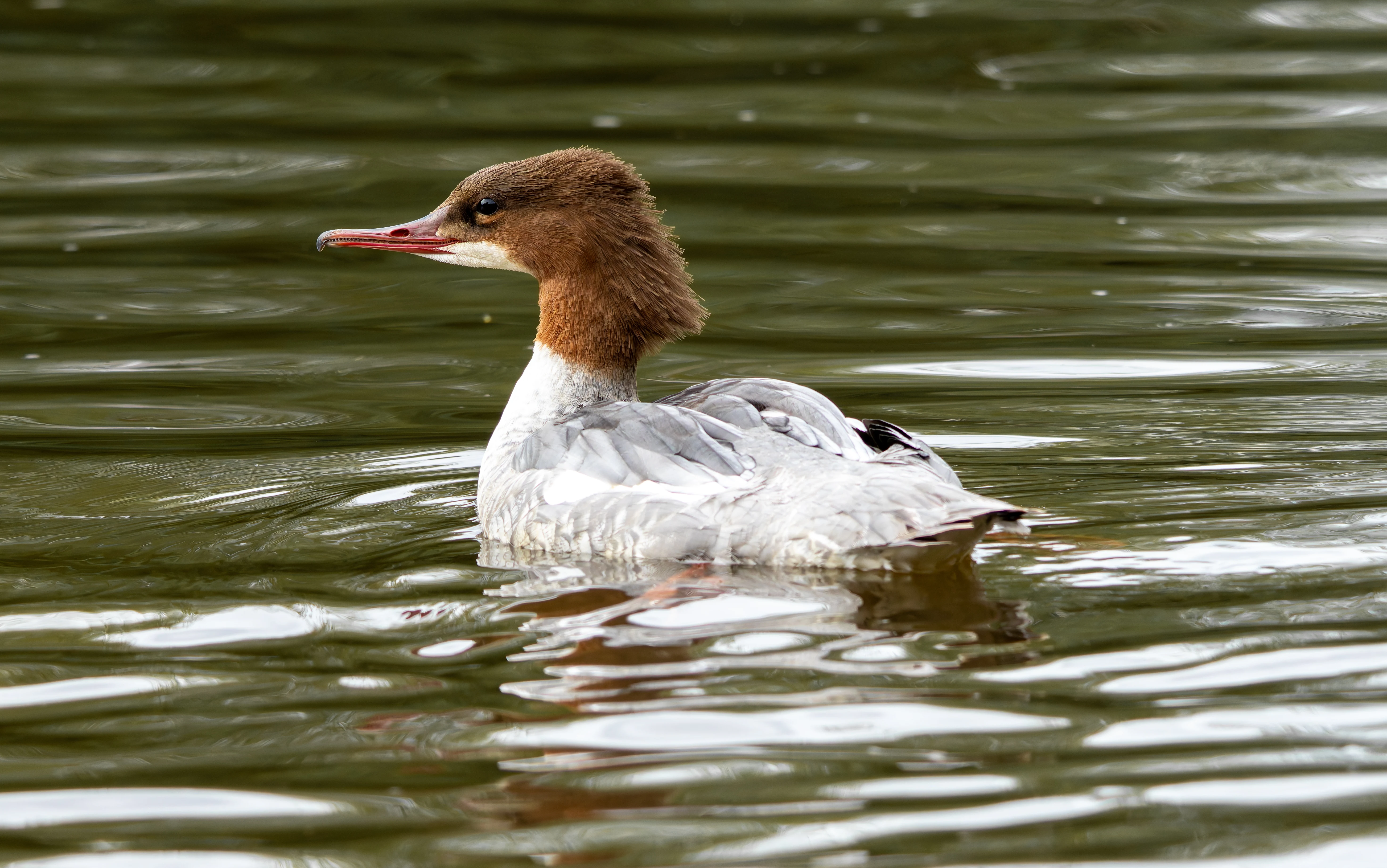 Goosander, River Wye, UK — photo by Orlando Prugel-Bennett