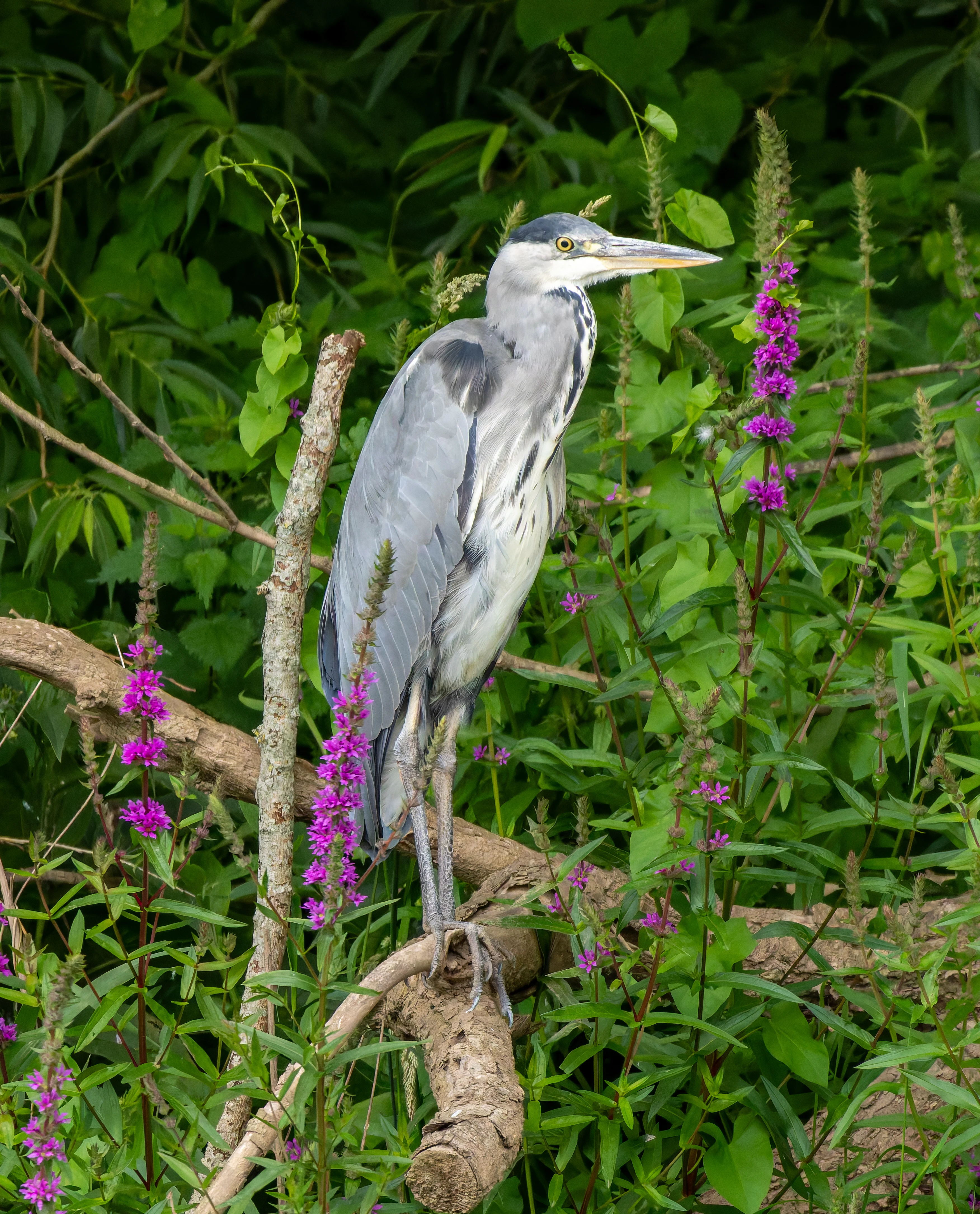 Gray Heron, River Wye, UK — photo by Orlando Prugel-Bennett