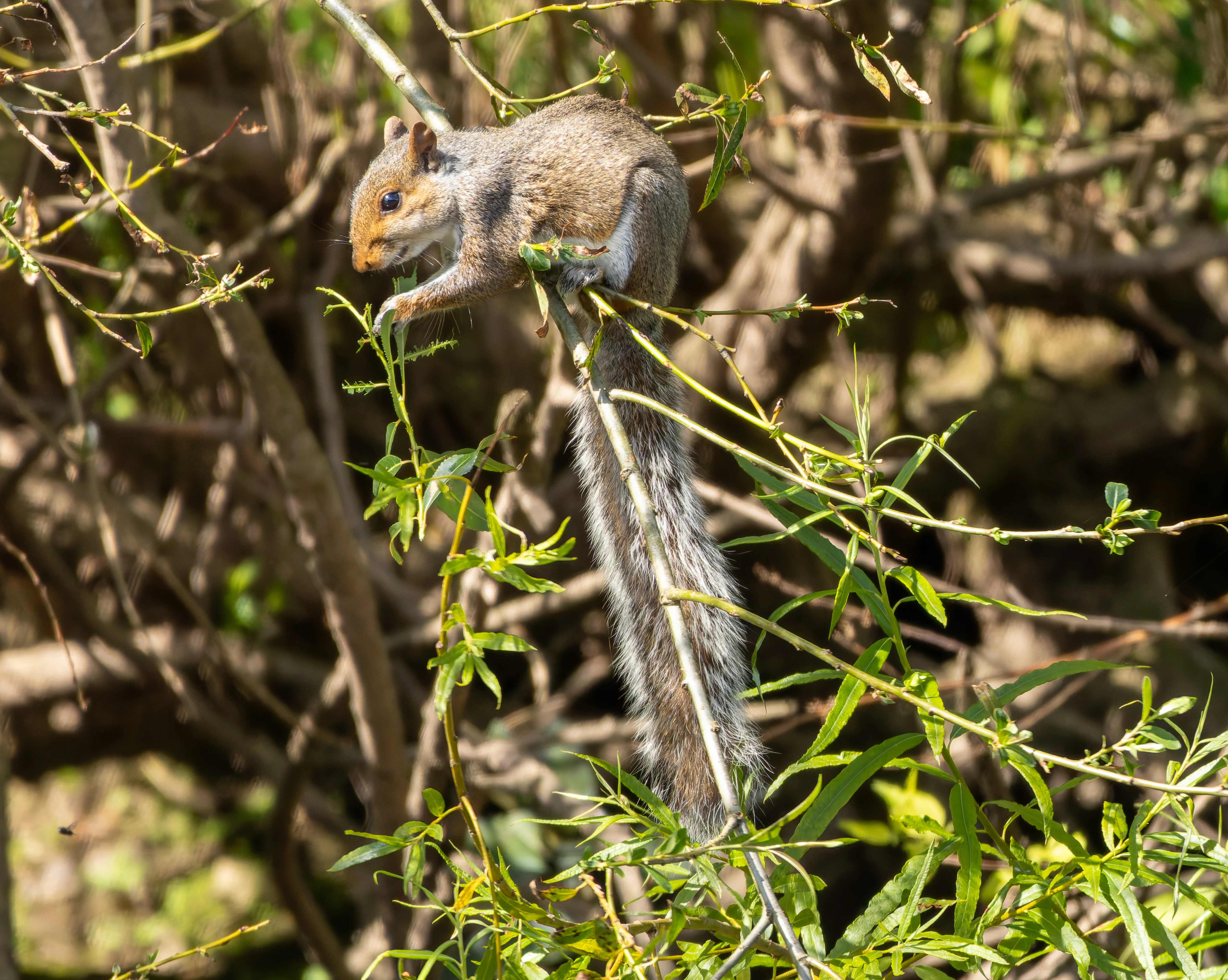 Squirrel, River Wye, UK — photo by Orlando Prugel-Bennett