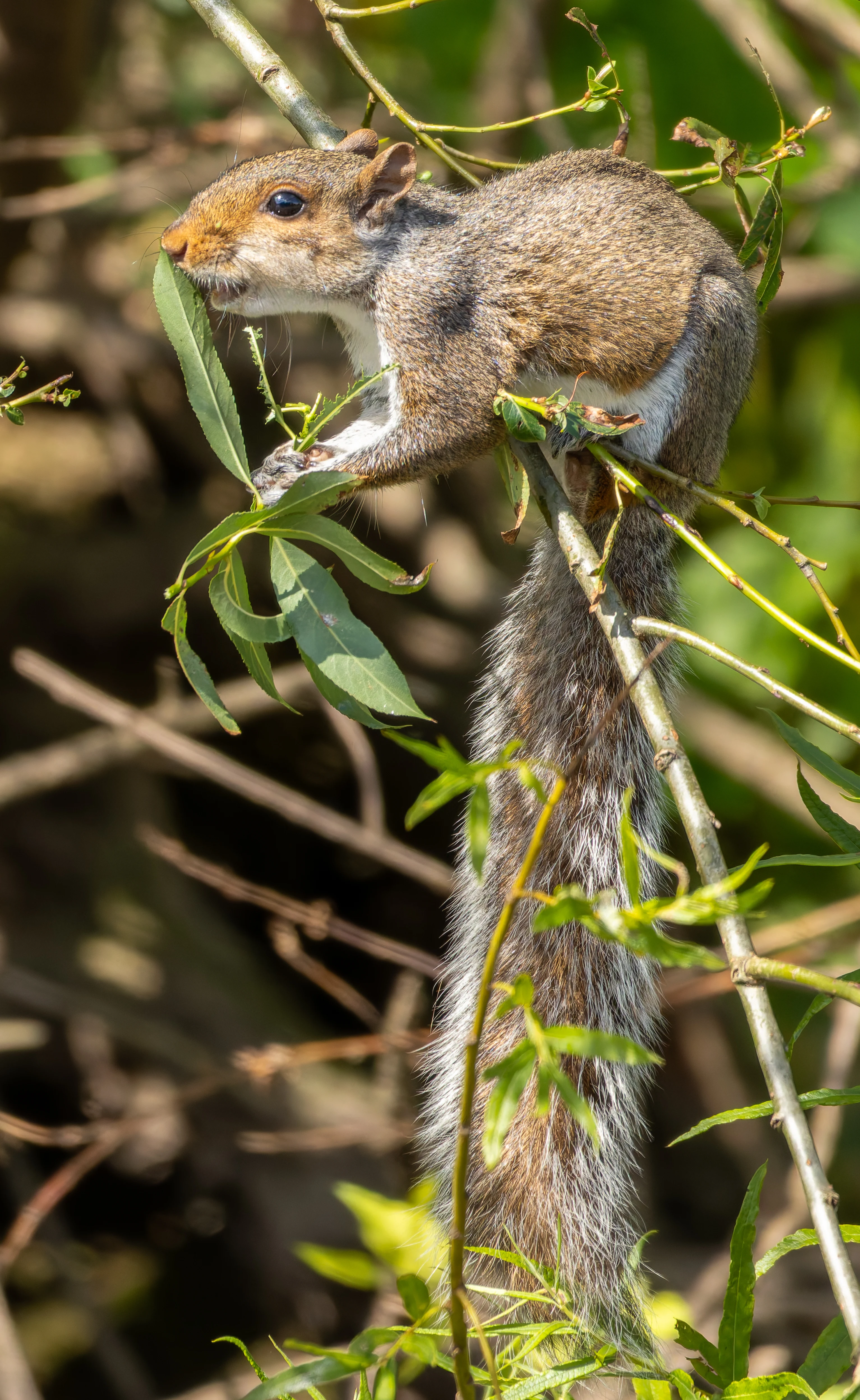 Squirrel, River Wye, UK — photo by Orlando Prugel-Bennett