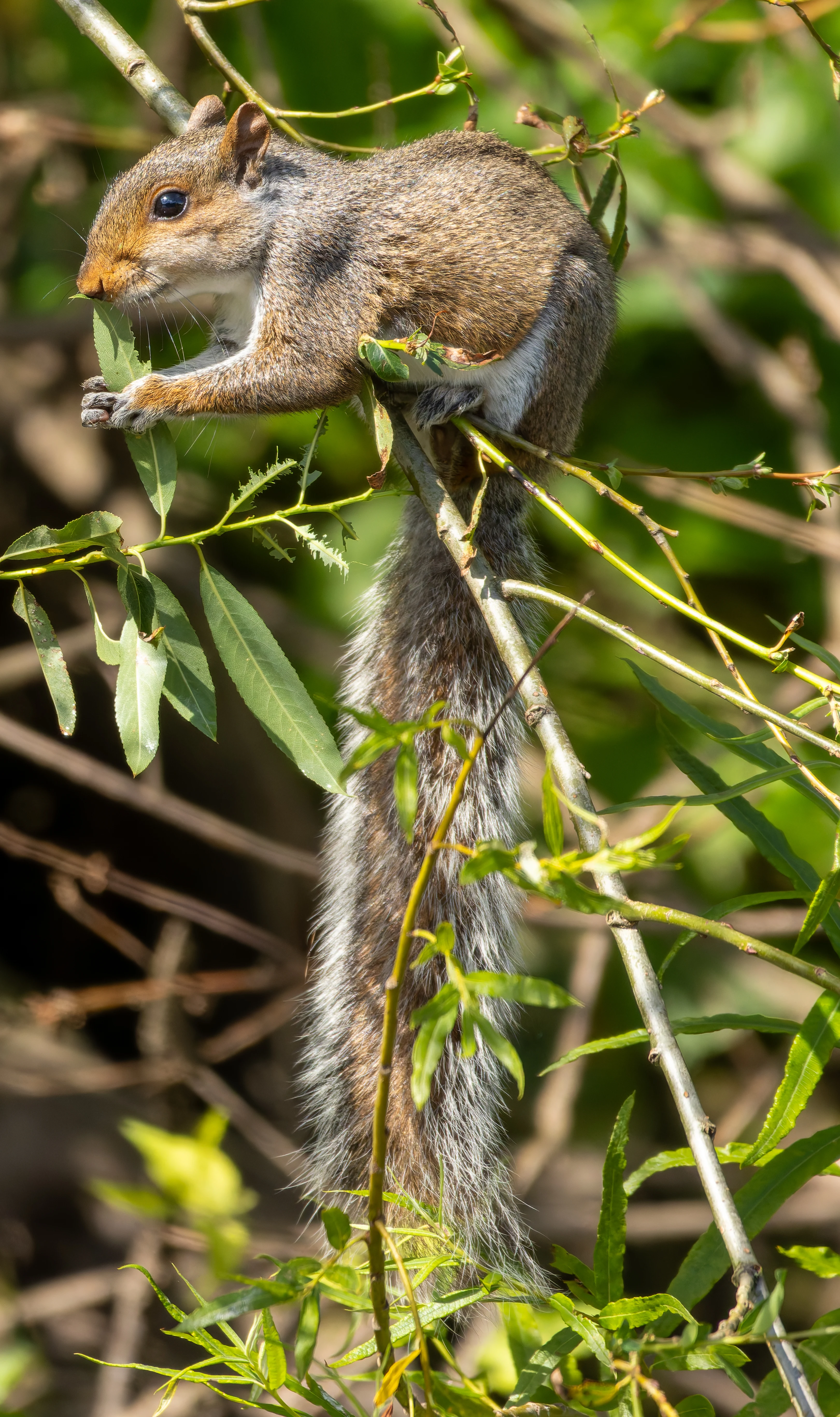 Squirrel, River Wye, UK — photo by Orlando Prugel-Bennett