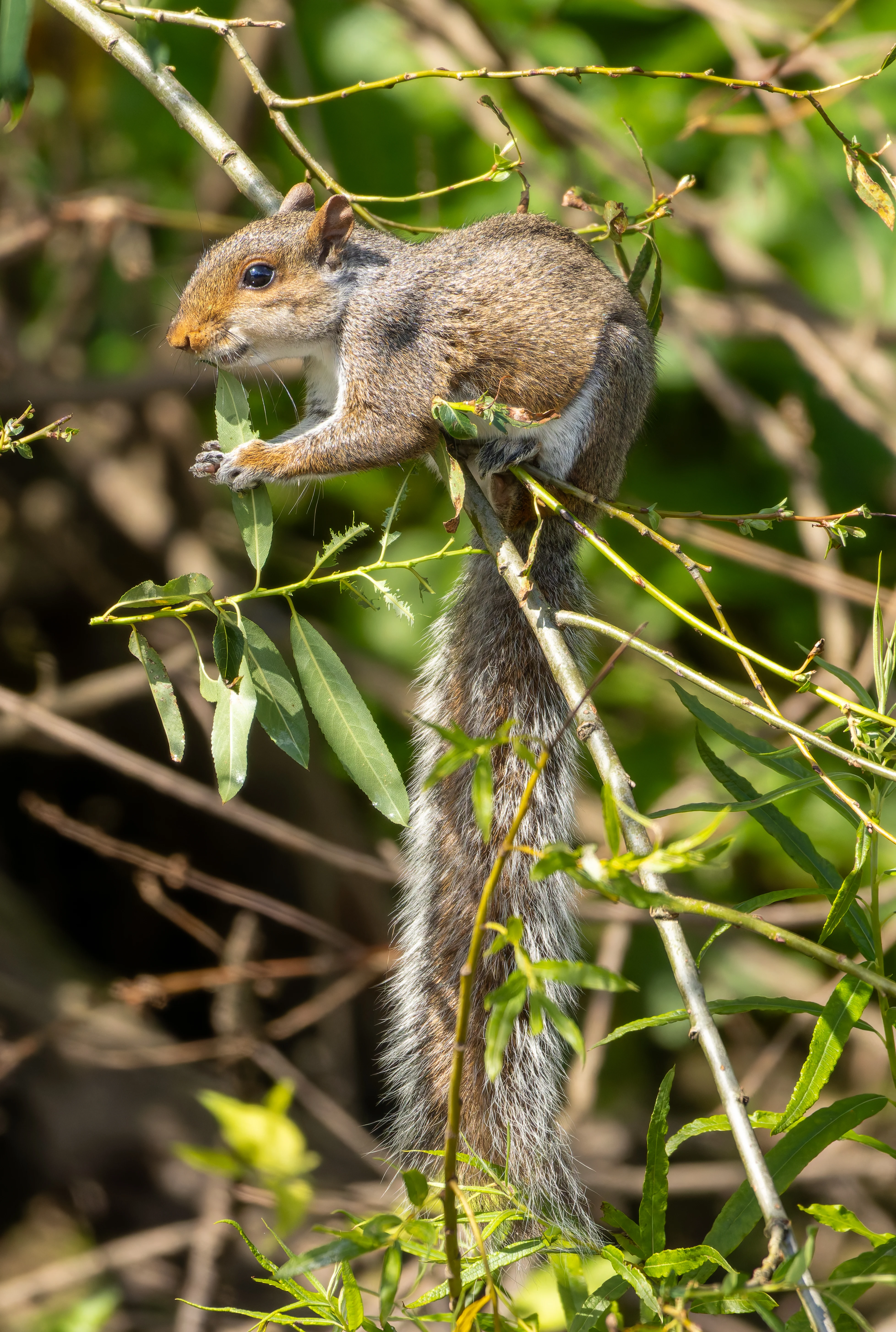 Squirrel, River Wye, UK — photo by Orlando Prugel-Bennett