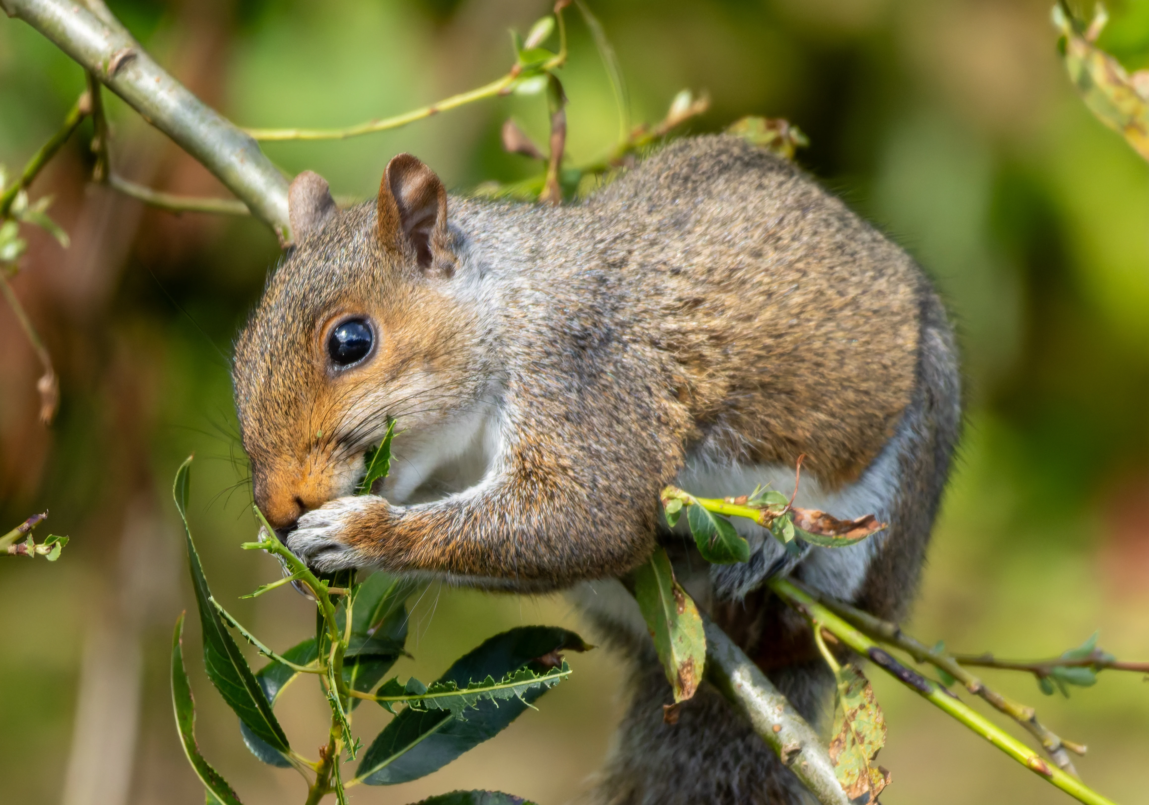 Squirrel, River Wye, UK — photo by Orlando Prugel-Bennett