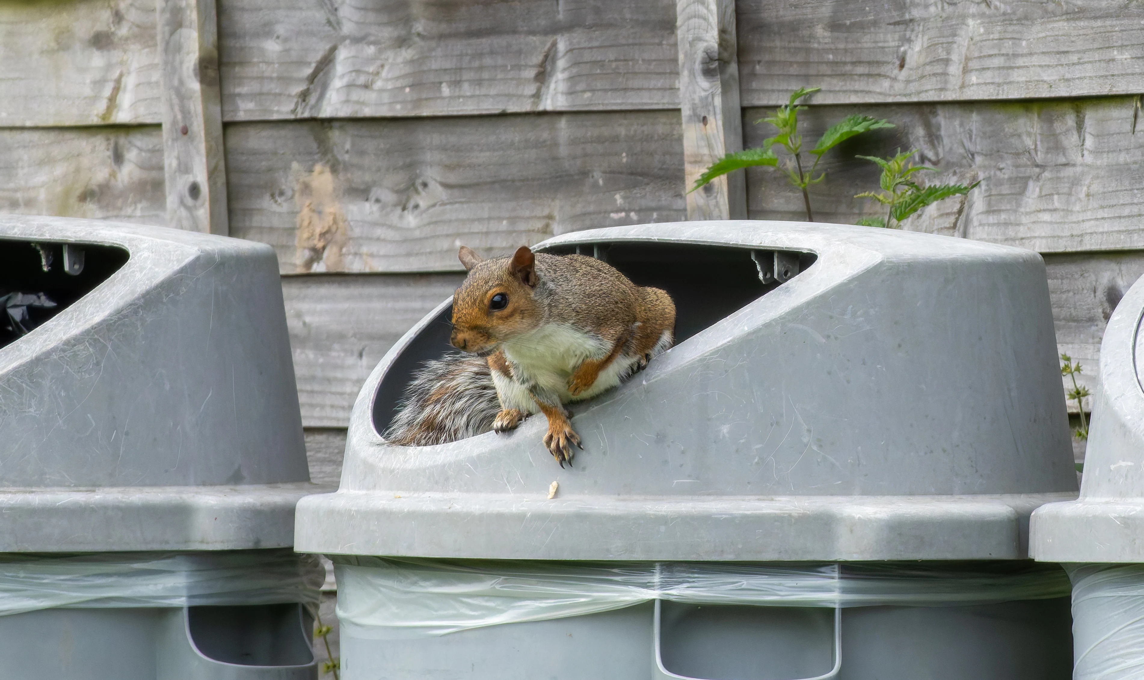 Squirrel, River Wye, UK — photo by Orlando Prugel-Bennett
