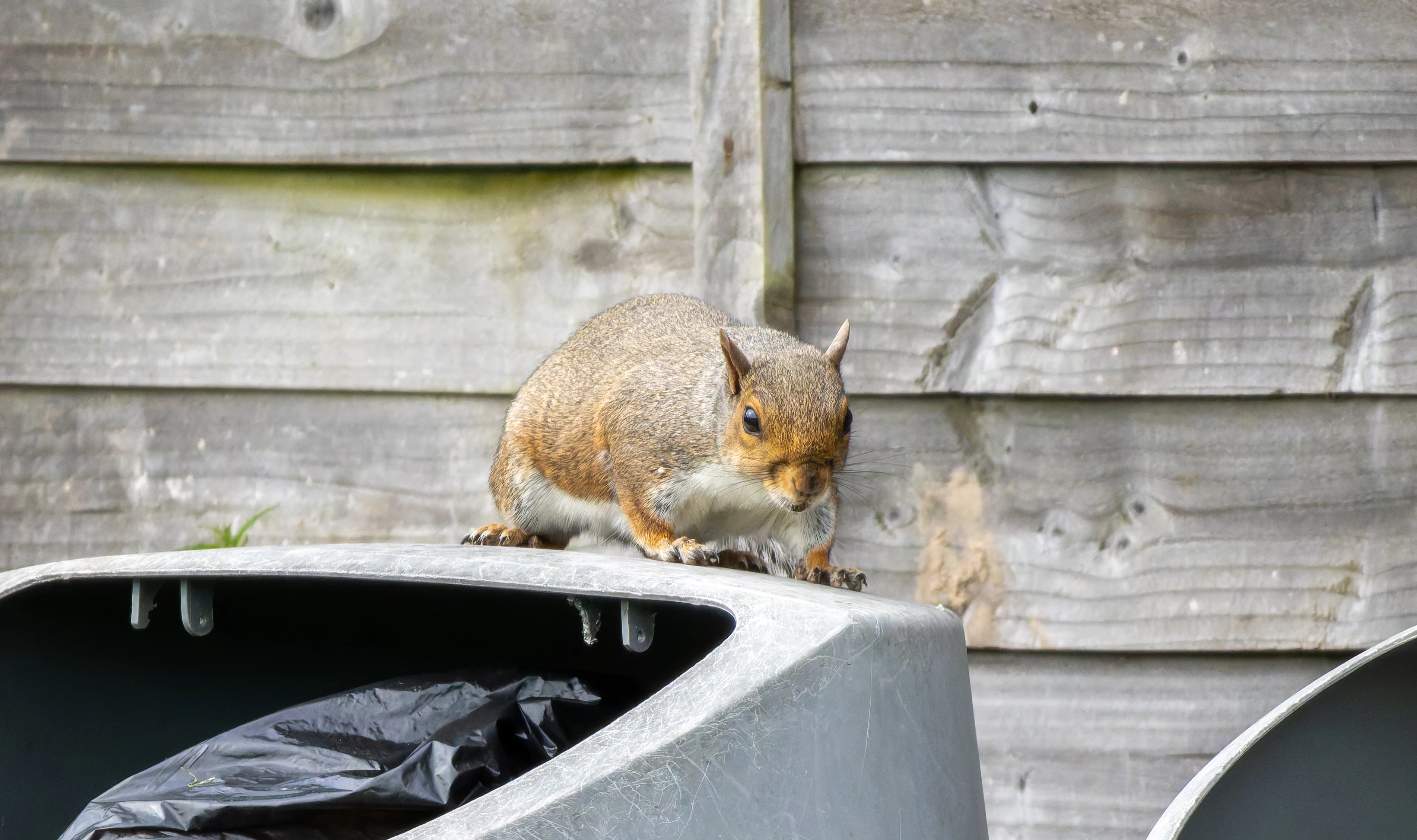 Squirrel, River Wye, UK — photo by Orlando Prugel-Bennett