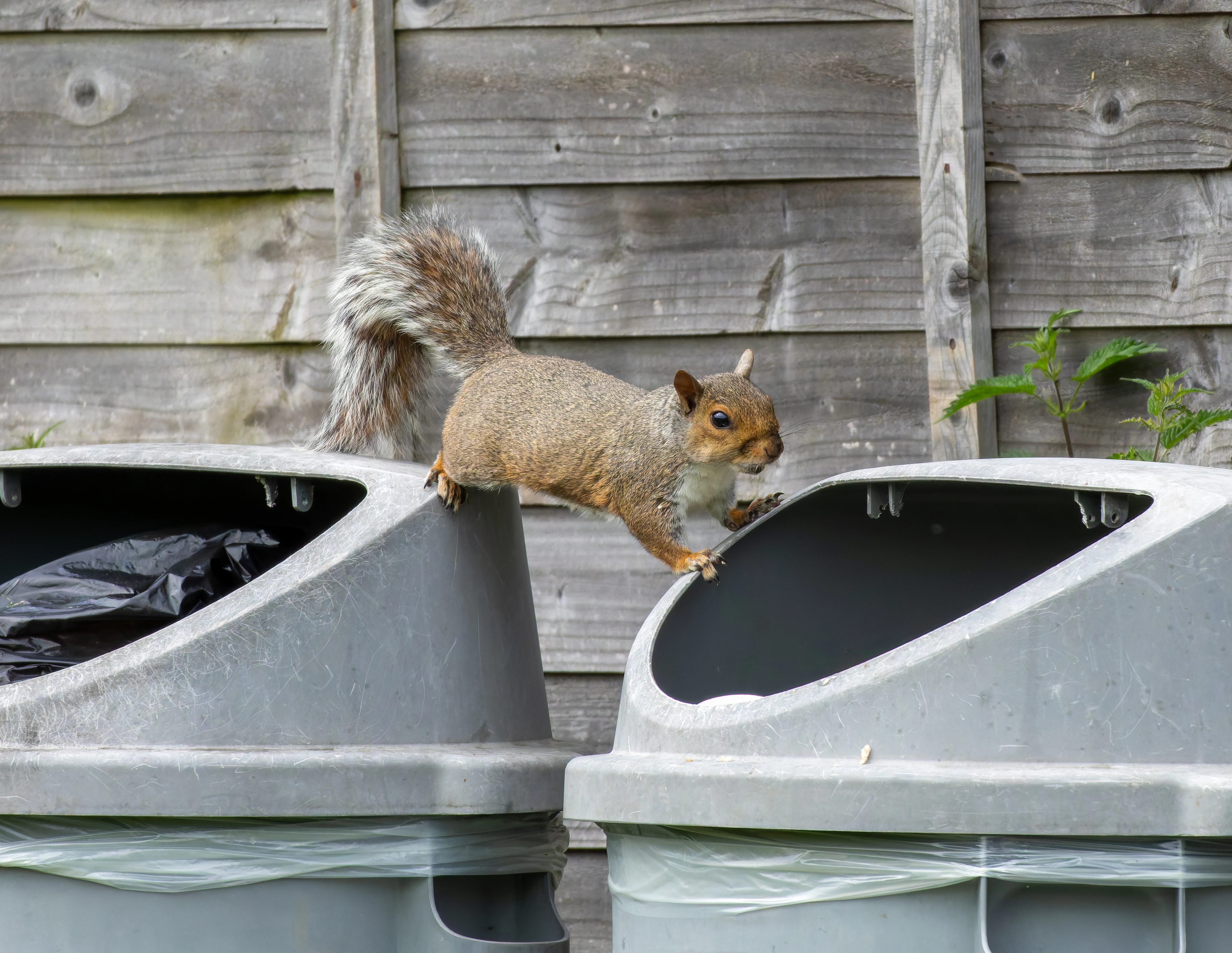 Squirrel, River Wye, UK — photo by Orlando Prugel-Bennett
