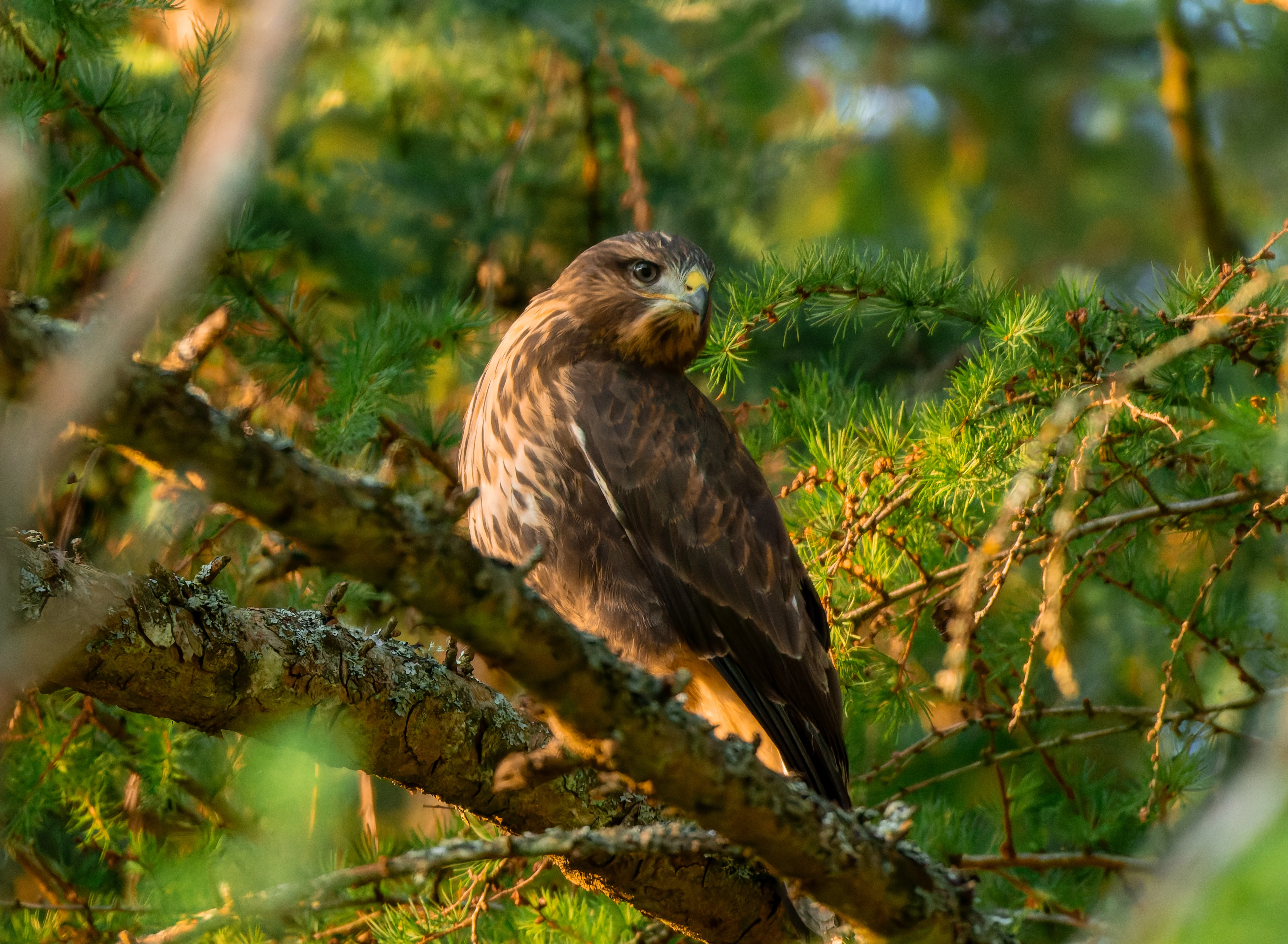 Common Buzzard, River Wye, UK — photo by Orlando Prugel-Bennett