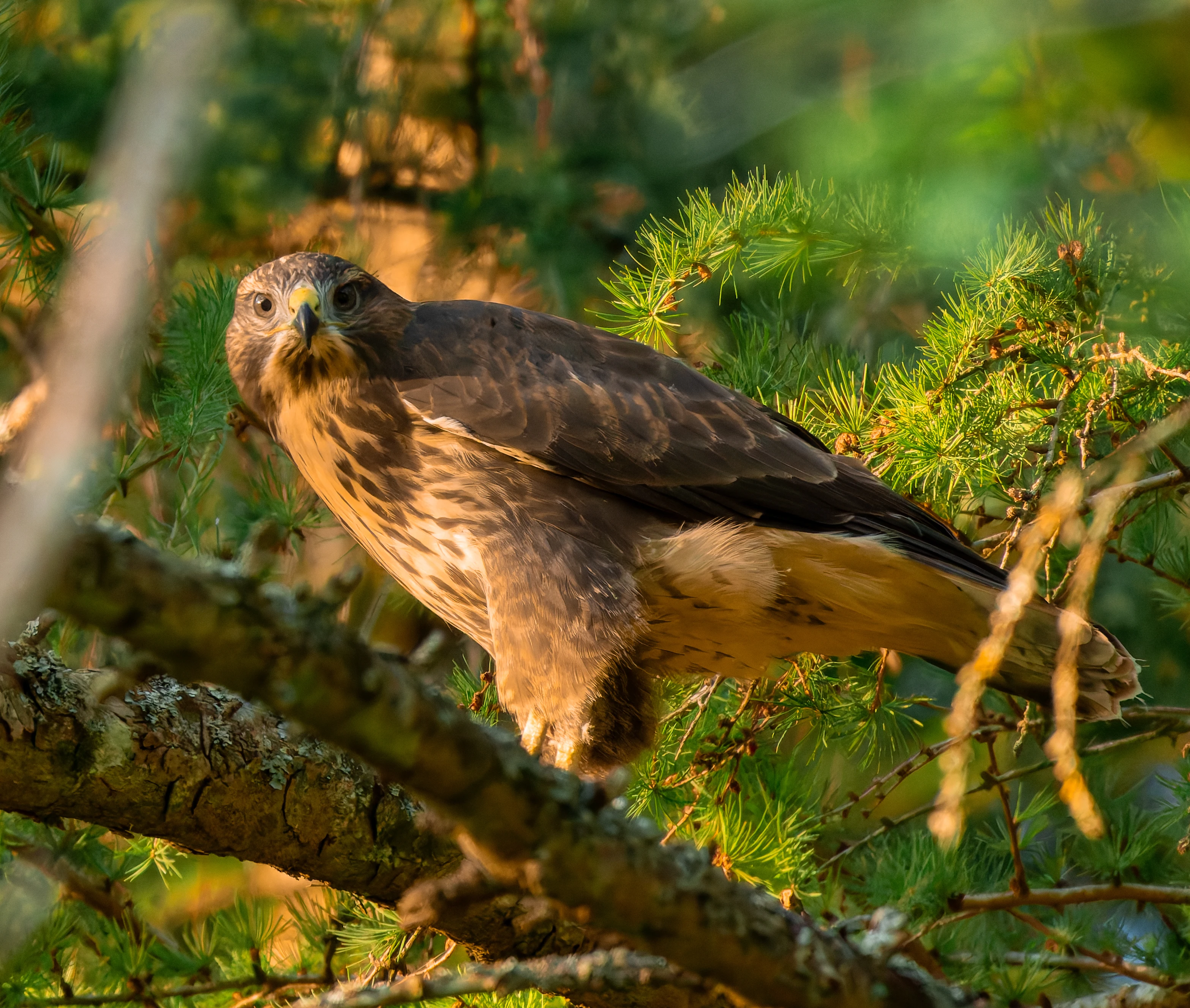 Common Buzzard, River Wye, UK — photo by Orlando Prugel-Bennett