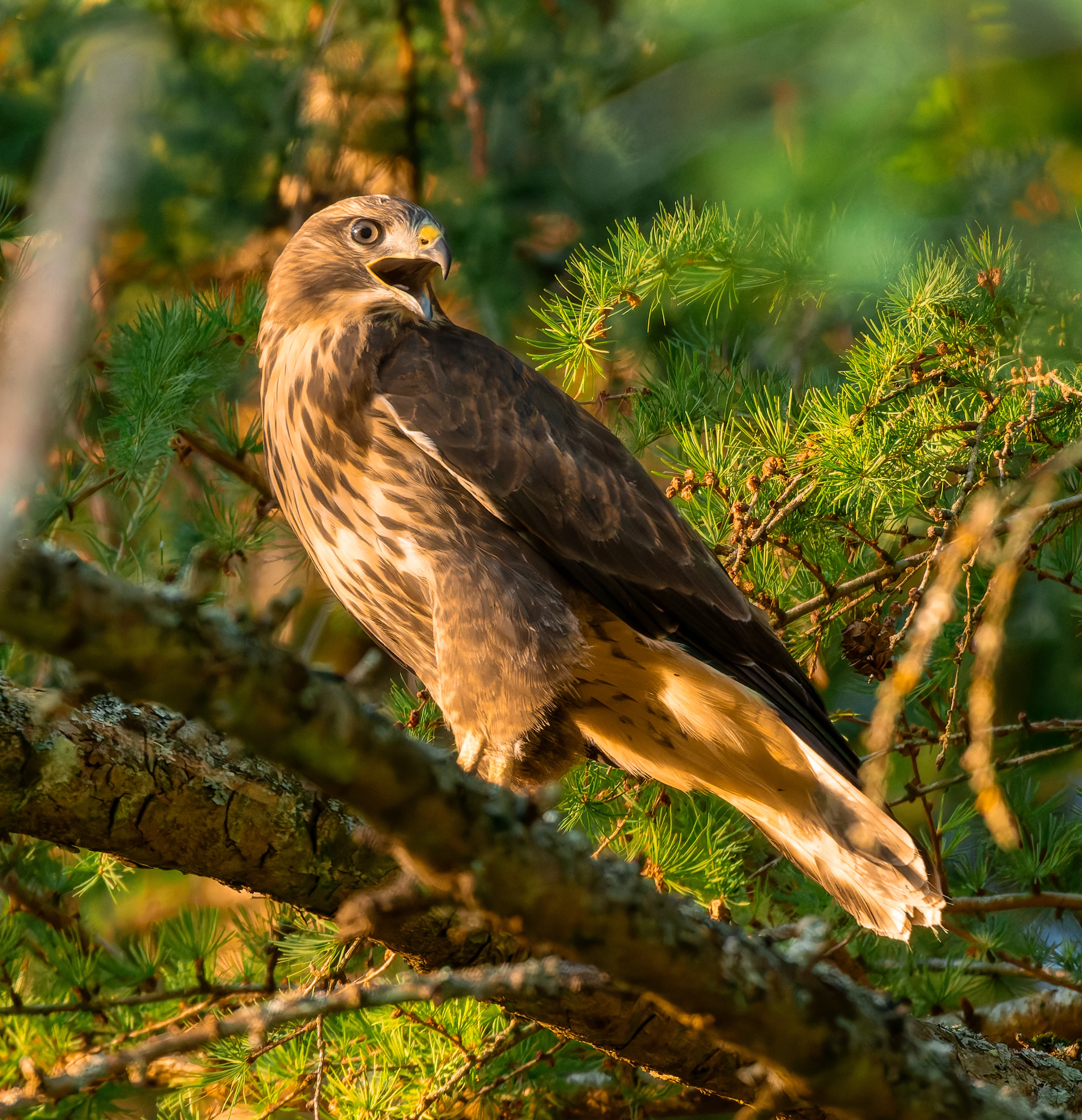 Common Buzzard, River Wye, UK — photo by Orlando Prugel-Bennett