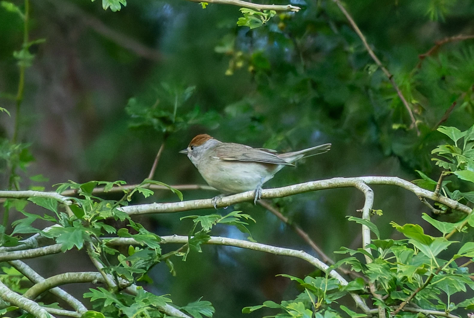 Blackcap, River Wye, UK — photo by Orlando Prugel-Bennett