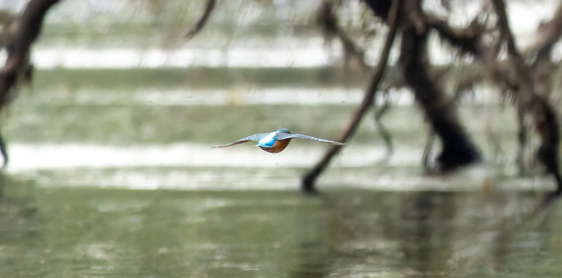 Kingfisher, River Wye, UK — photo by Orlando Prugel-Bennett