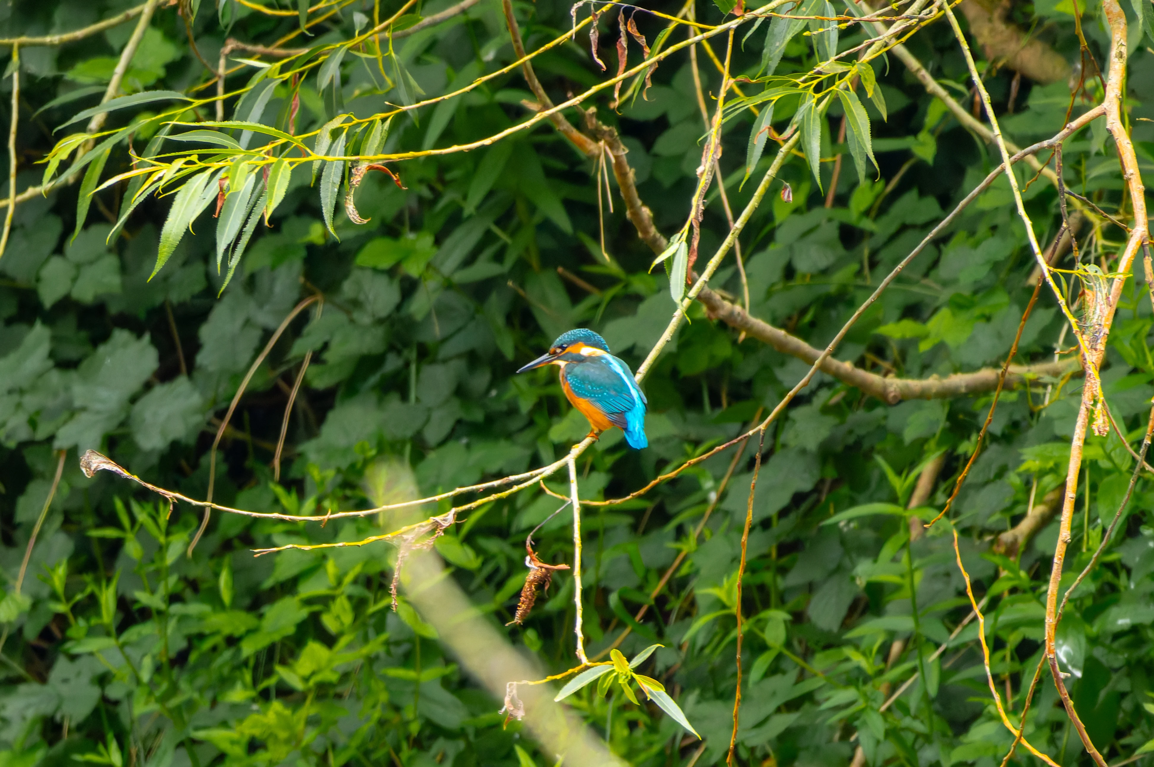 Kingfisher, River Wye, UK — photo by Orlando Prugel-Bennett