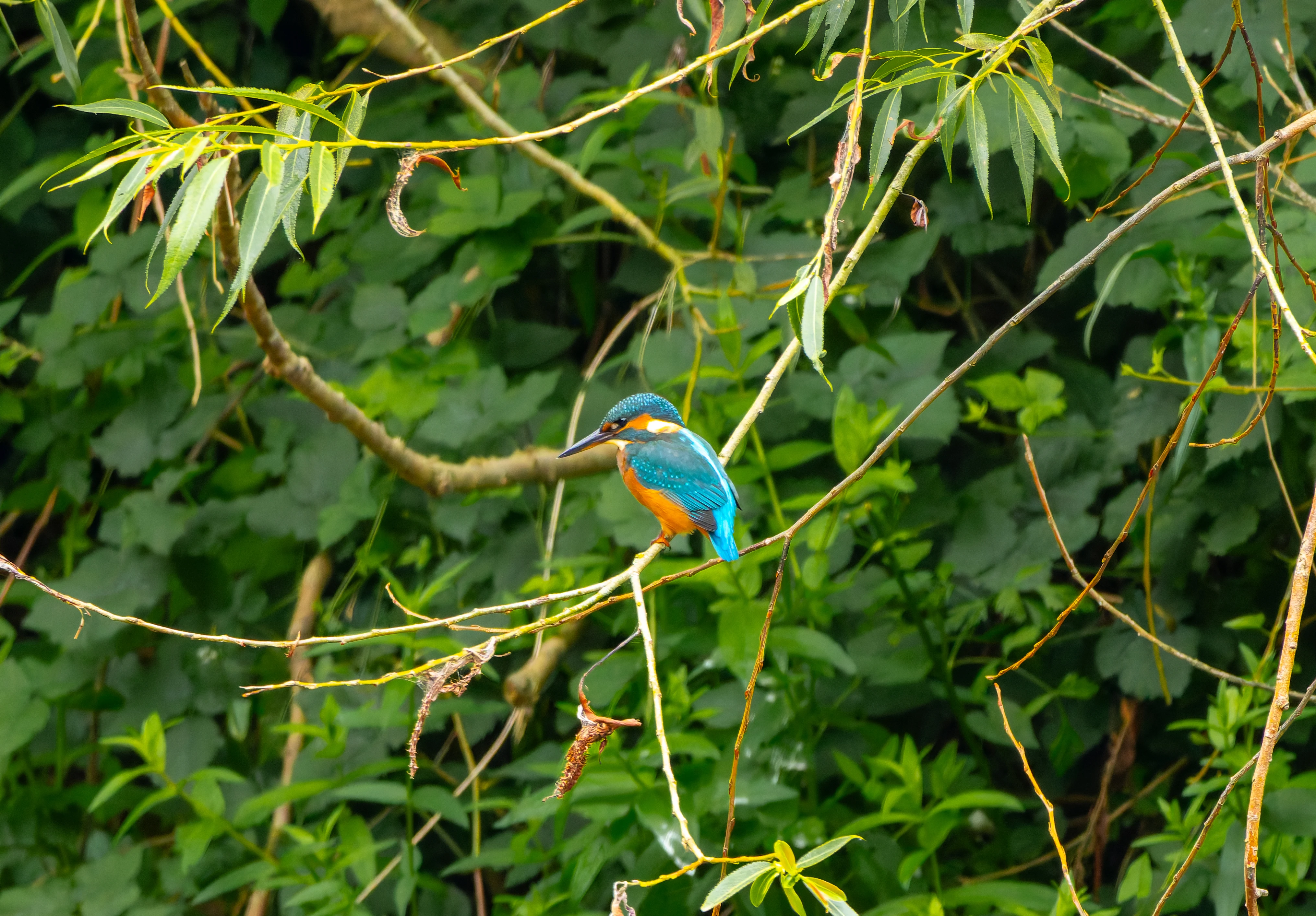 Kingfisher, River Wye, UK — photo by Orlando Prugel-Bennett