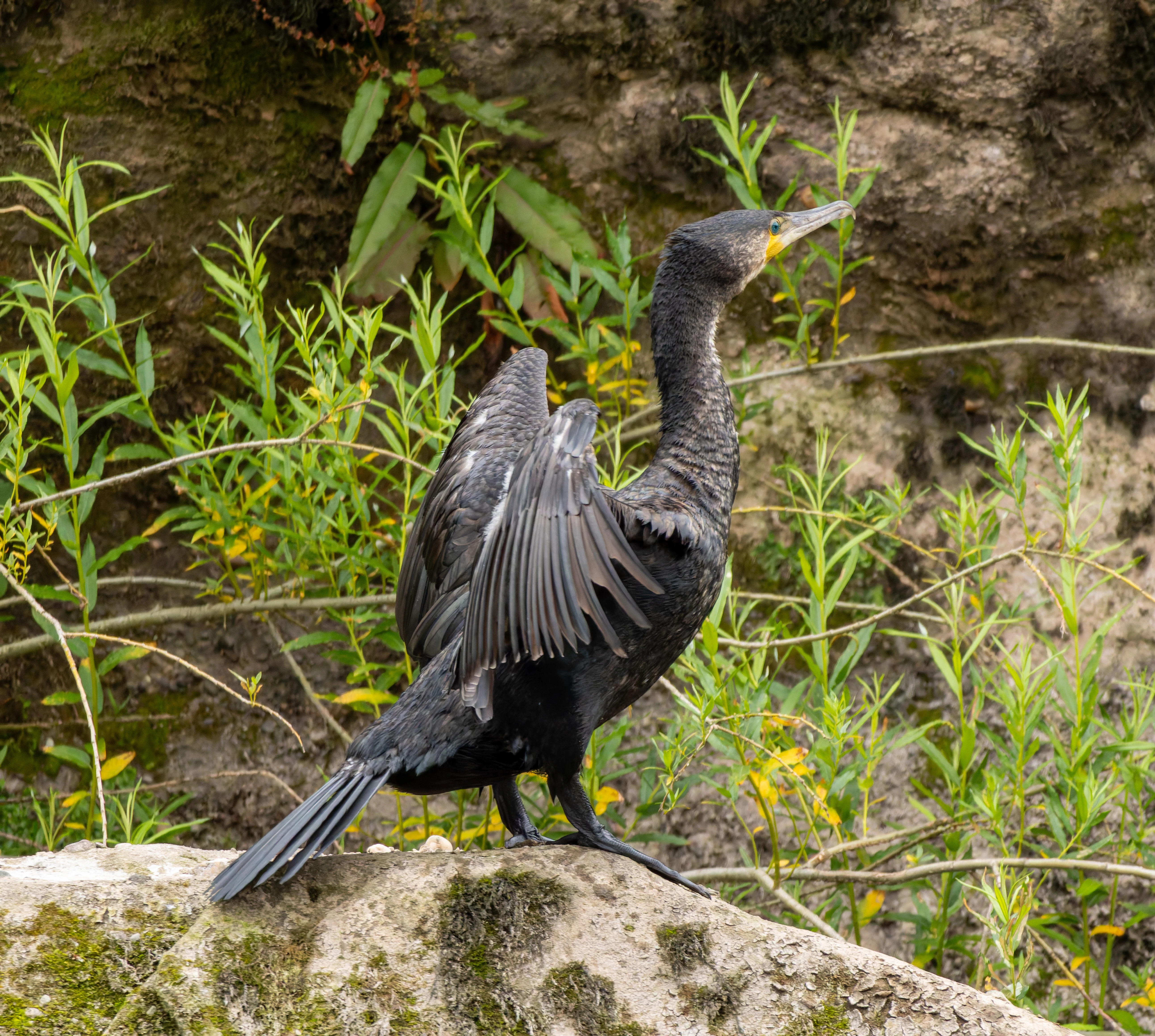Cormorant, River Wye, UK — photo by Orlando Prugel-Bennett