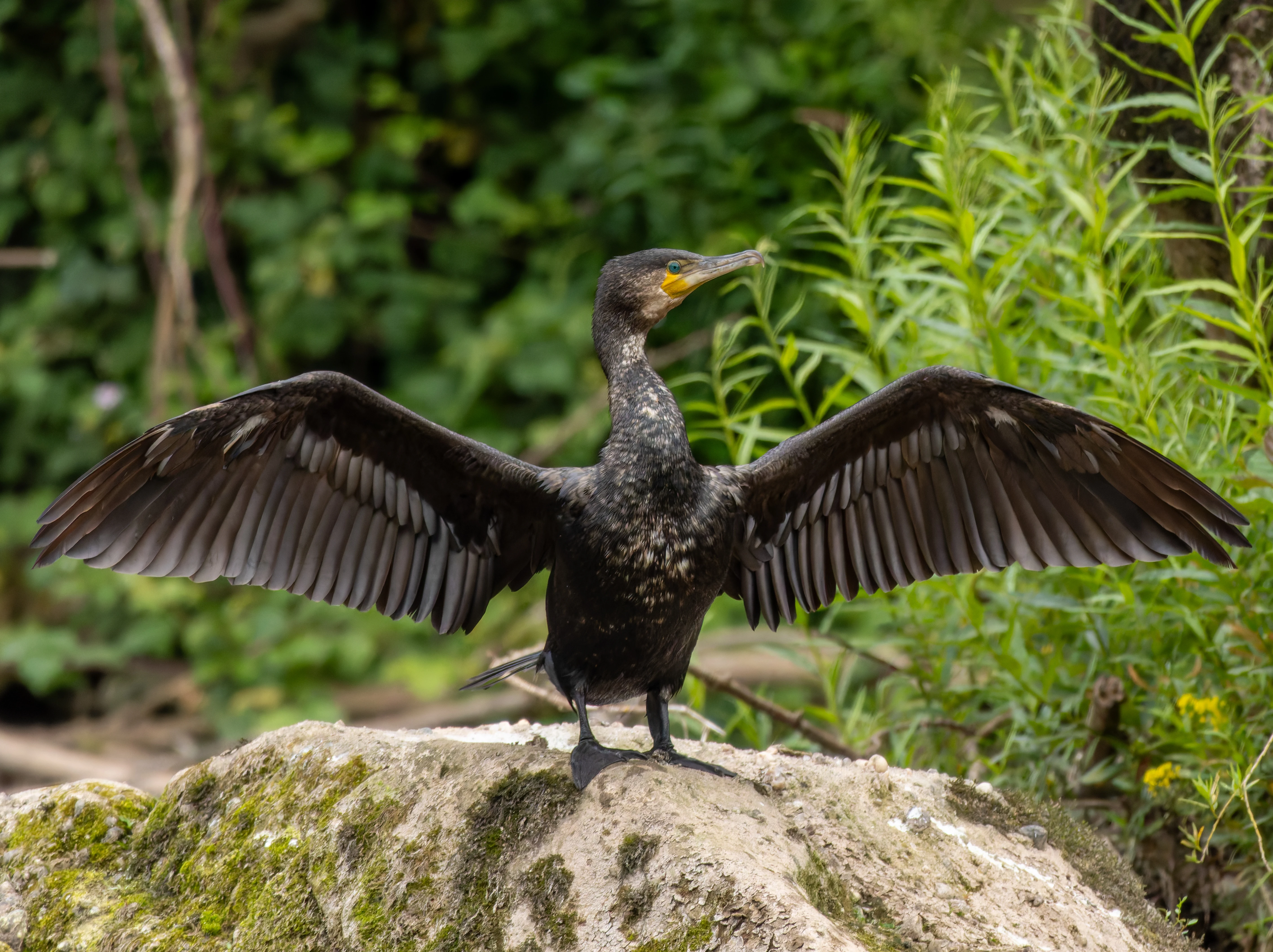 Cormorant, River Wye, UK — photo by Orlando Prugel-Bennett