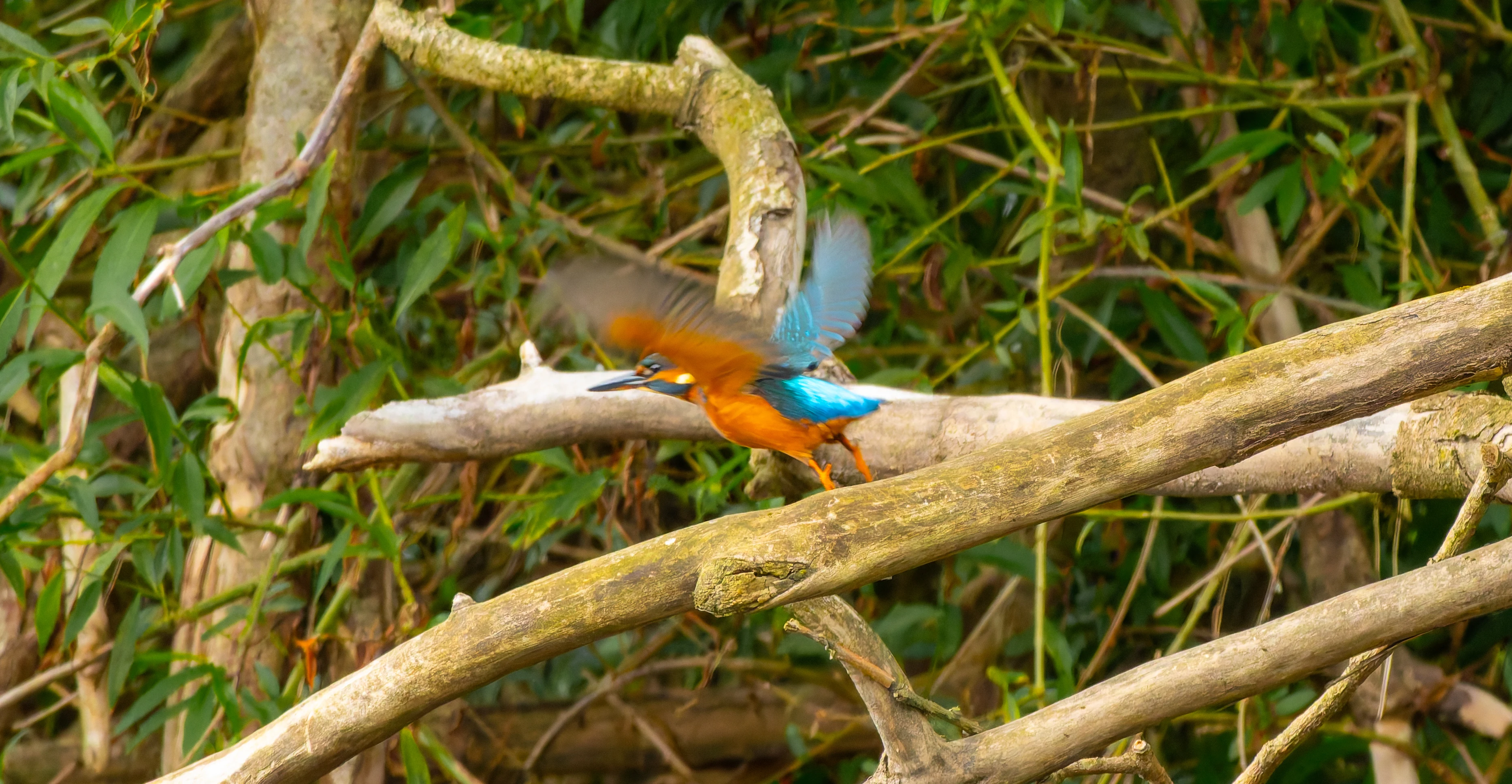 Kingfisher, River Wye, UK — photo by Orlando Prugel-Bennett