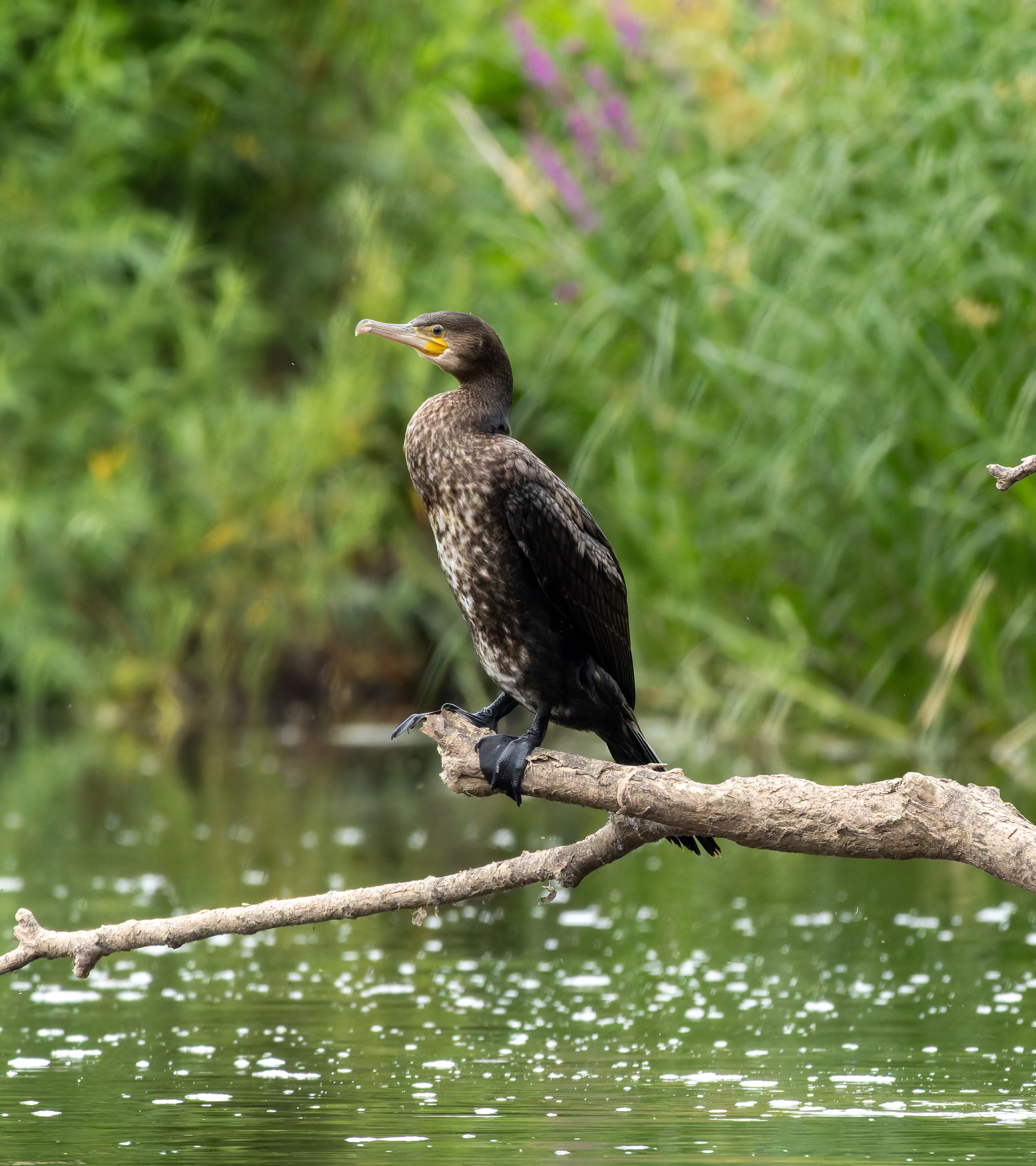 Cormorant, River Wye, UK — photo by Orlando Prugel-Bennett