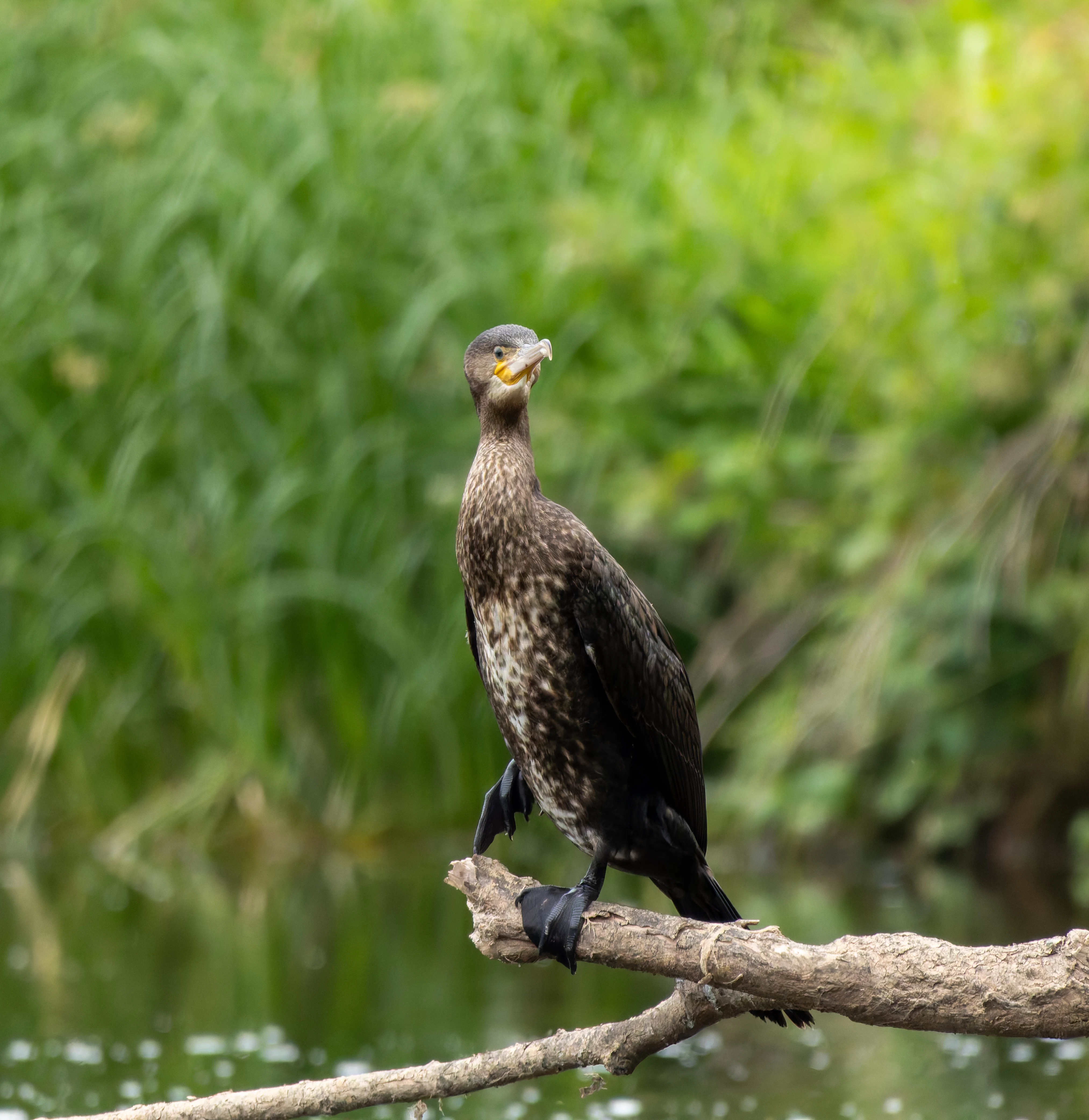 Cormorant, River Wye, UK — photo by Orlando Prugel-Bennett
