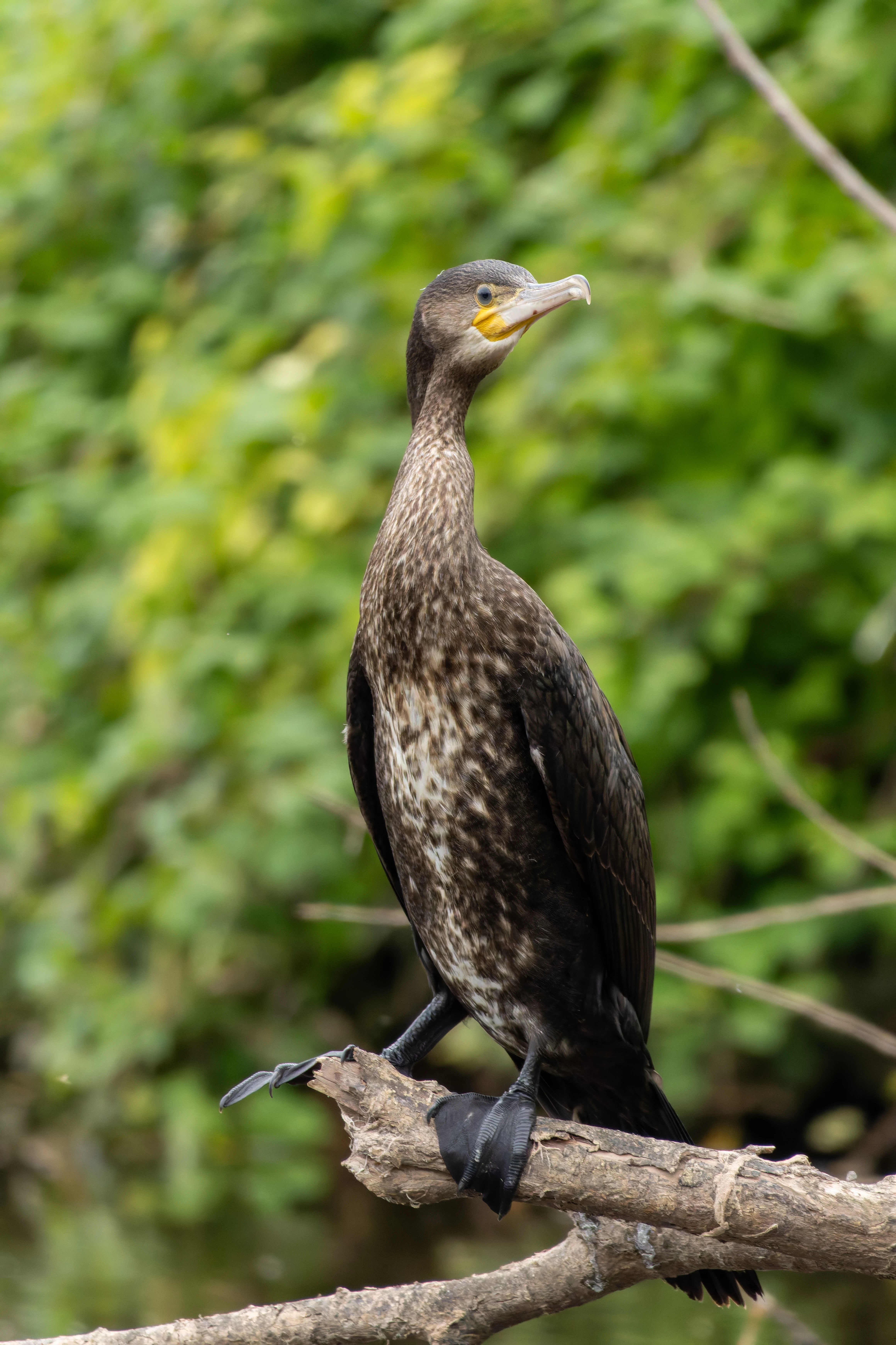 Cormorant, River Wye, UK — photo by Orlando Prugel-Bennett