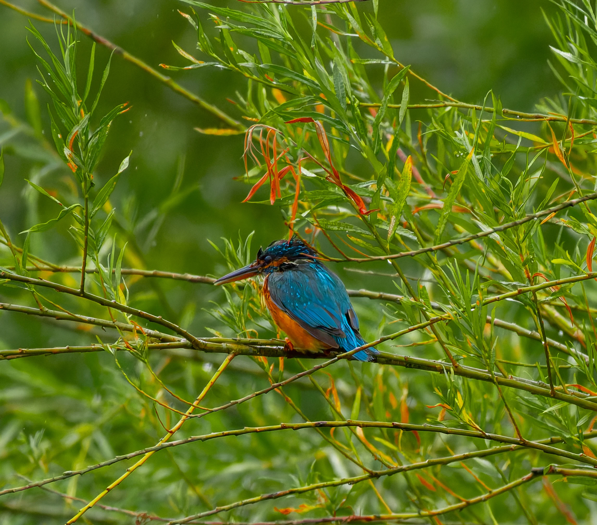 Kingfisher, River Wye, UK — photo by Orlando Prugel-Bennett